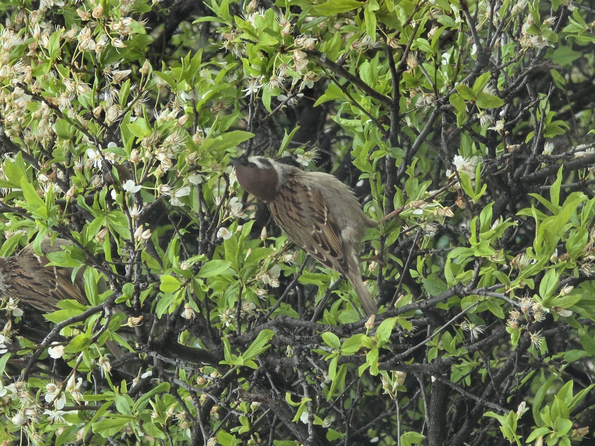 In a dense shrub with green leaves and small white flowers, two chestnut-eared buntings (Emberiza fucata) are perched. The bird on the right is more clearly visible, with a chestnut-colored ear patch and a striped brown back. The second bird on the left is partially obscured by the foliage. The location is Yagodovo, Bulgaria.
