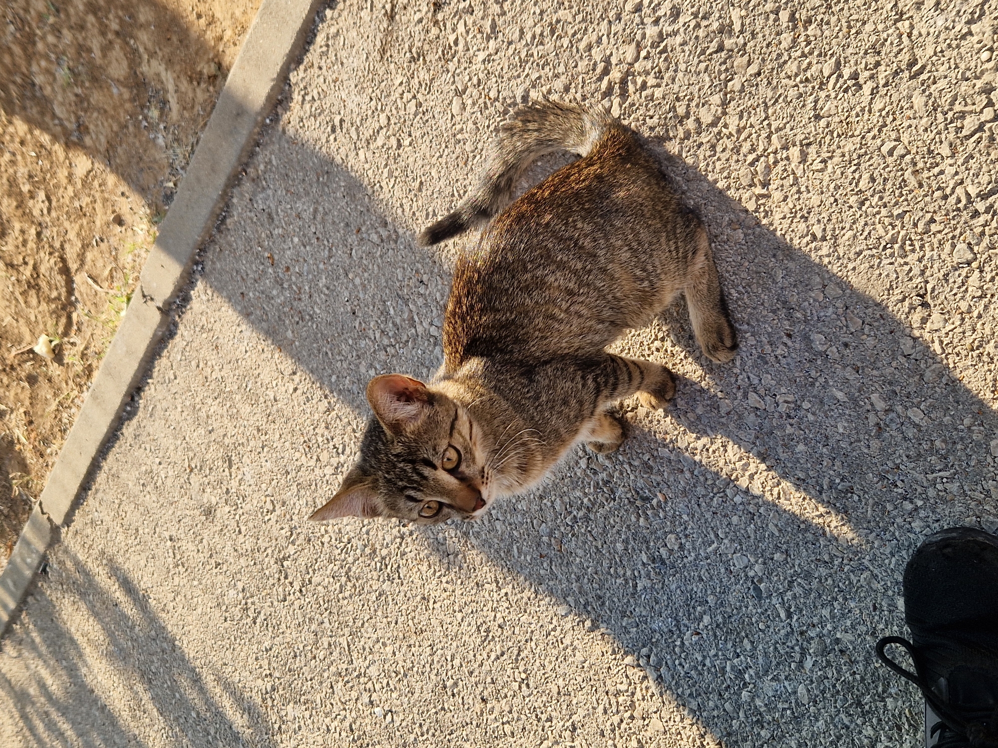 A juvenile tabby cat with brown and black stripes is sitting on a gravel path. The cat is facing left, with its head turned towards the viewer. Its eyes are wide and yellow. The cat's tail is curled up behind its back. In the background, there is a concrete curb and dirt. Shadows from trees are cast across the path. A black shoe is visible in the lower left corner of the image. The location is the city of Bahovitsa, Bulgaria.