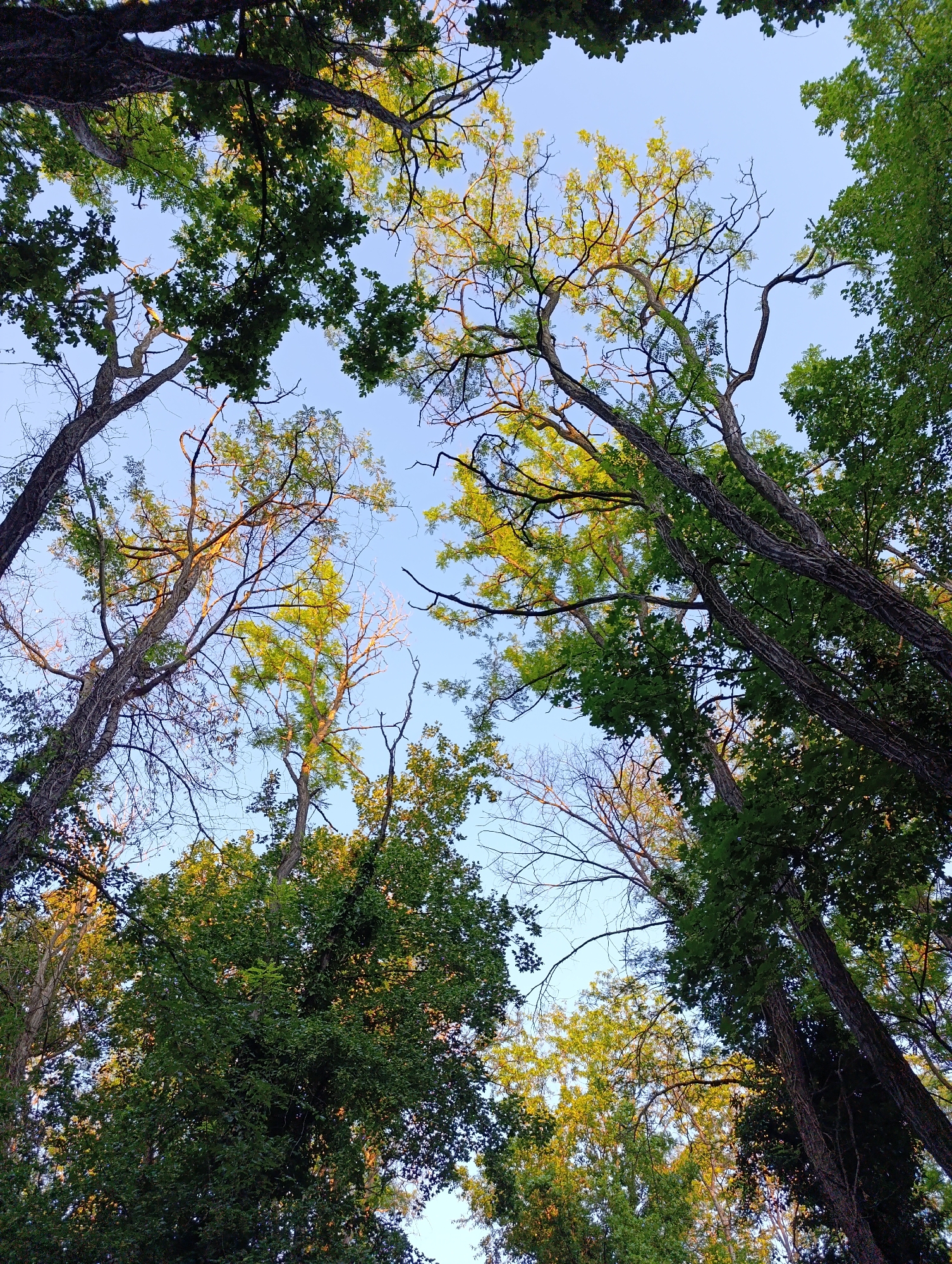 This is a low-angle, full-shot, outdoor photograph looking up through a canopy of trees against a clear blue sky. The trees are varied in size and leaf density, with some branches bare and others densely covered in green leaves. The sunlight filters through the leaves, casting a warm glow on some of the foliage, particularly on the lighter green leaves in the center of the image. The tree trunks are tall and appear to be in a natural, wooded setting, possibly a park or forest. There are no people or any other discernible objects or structures in the image.