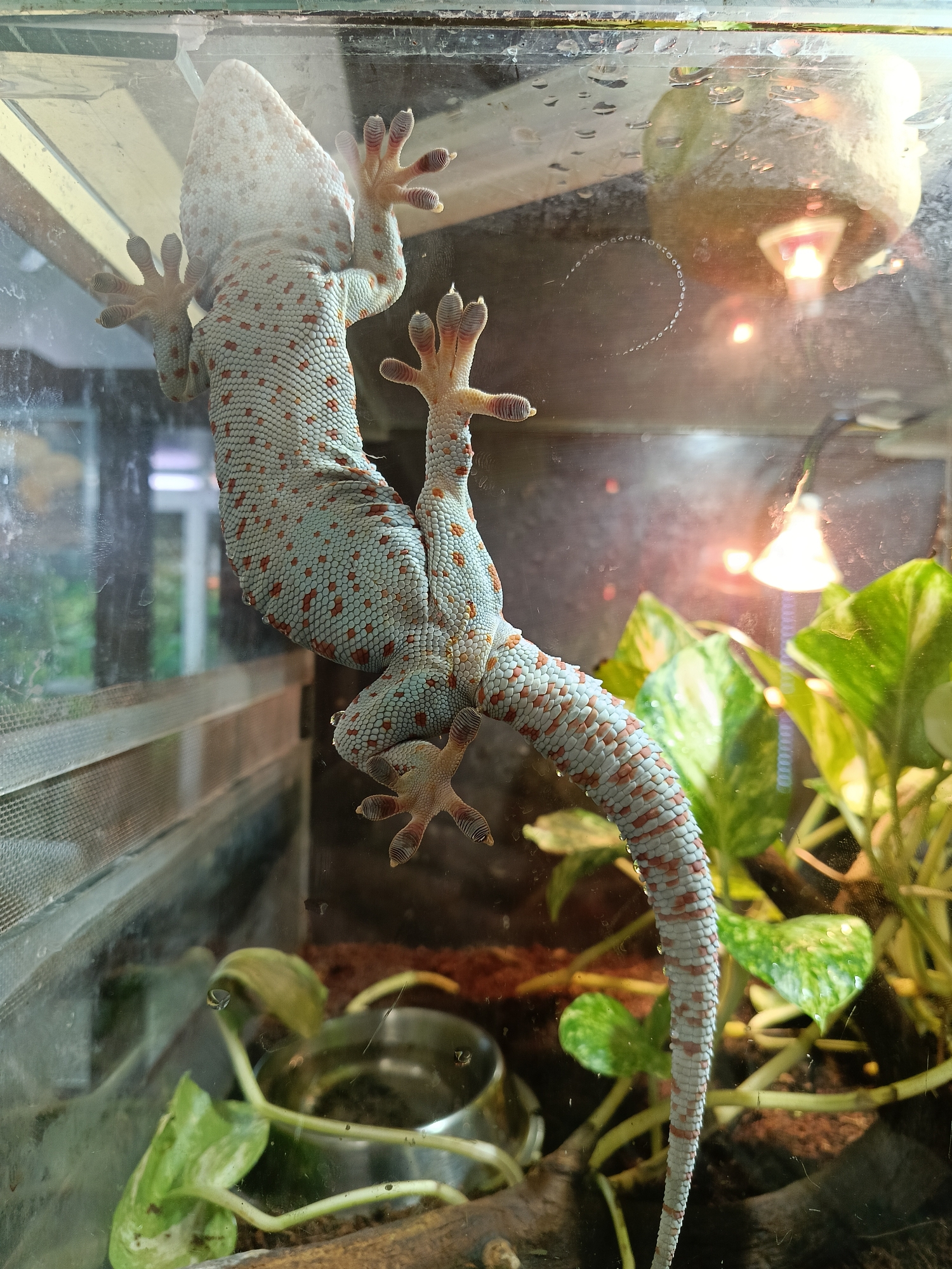 A gecko is clinging to the inside glass wall of a terrarium. The gecko has a light blue/grey body with orange spots. The tail tapers to a point. The gecko’s feet are visible pressed against the glass. Inside the terrarium are green plants, a stainless steel water dish, and a heat lamp. The background shows what appears to be a room with a window. There is no indication of the location being Izhevsk, Russia.