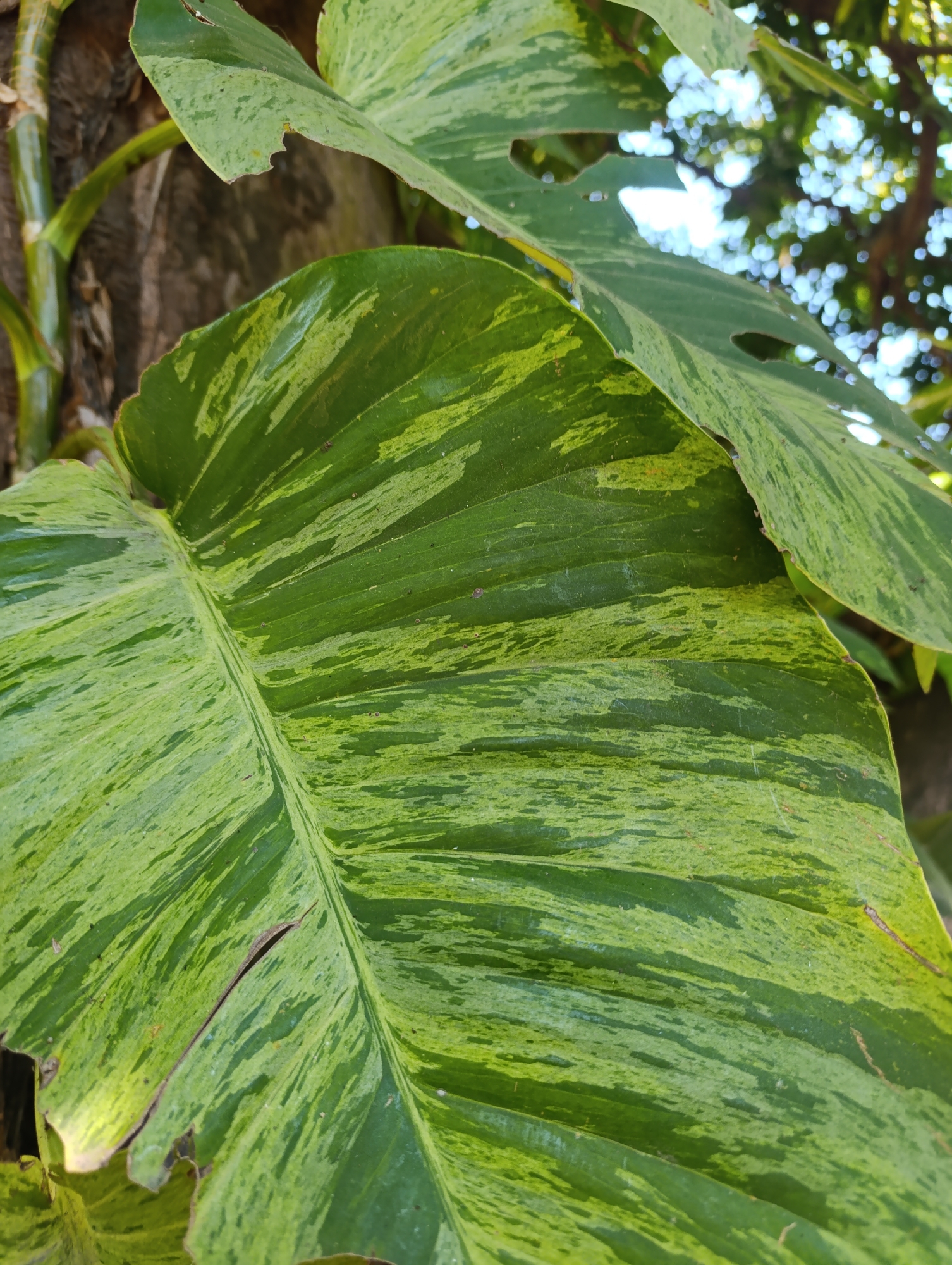 A close-up shot focuses on a large, variegated green leaf with streaks of lighter green and yellow. The leaf is textured with prominent veins running parallel to each other. Behind the main leaf, parts of other similar leaves and a tree trunk are visible. The background is blurred, with hints of sunlight filtering through trees and a bright sky. There are no people or specific landmarks to indicate a city or location.