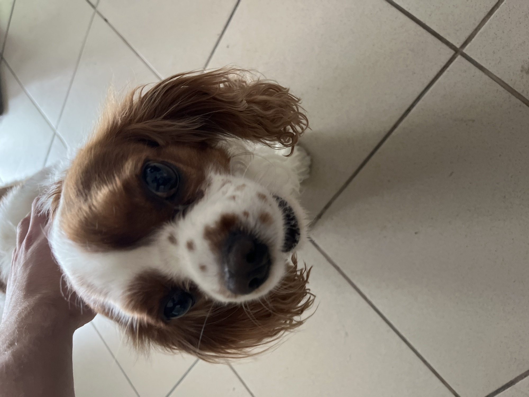 A close-up, high-angle portrait captures a Cavalier King Charles Spaniel dog looking directly upwards towards the camera. The dog's head dominates the frame, showcasing its expressive, dark eyes and a moist, dark nose. Its fur is primarily white with distinct chestnut brown patches covering its ears, parts of its head, and small speckles around its muzzle. The dog's long, wavy, brown ears frame its face. A light-skinned human hand is visible on the left side of the frame, gently supporting or petting the dog's neck or chin, indicating interaction between the dog and a person. The dog's expression appears attentive and curious, possibly looking at its owner.
The setting is an indoor space with a light-colored tiled floor, featuring dark gray grout lines forming a grid pattern. The tiles suggest a clean, domestic environment. The lighting is bright and even, typical of an indoor setting with ambient or overhead lighting during the day. No specific time of day or weather conditions can be discerned from the image. No text is visible in the photograph. The scene conveys a moment of gentle interaction and affection between the dog and its human companion in what appears to be a home in Ivailo, Bulgaria.