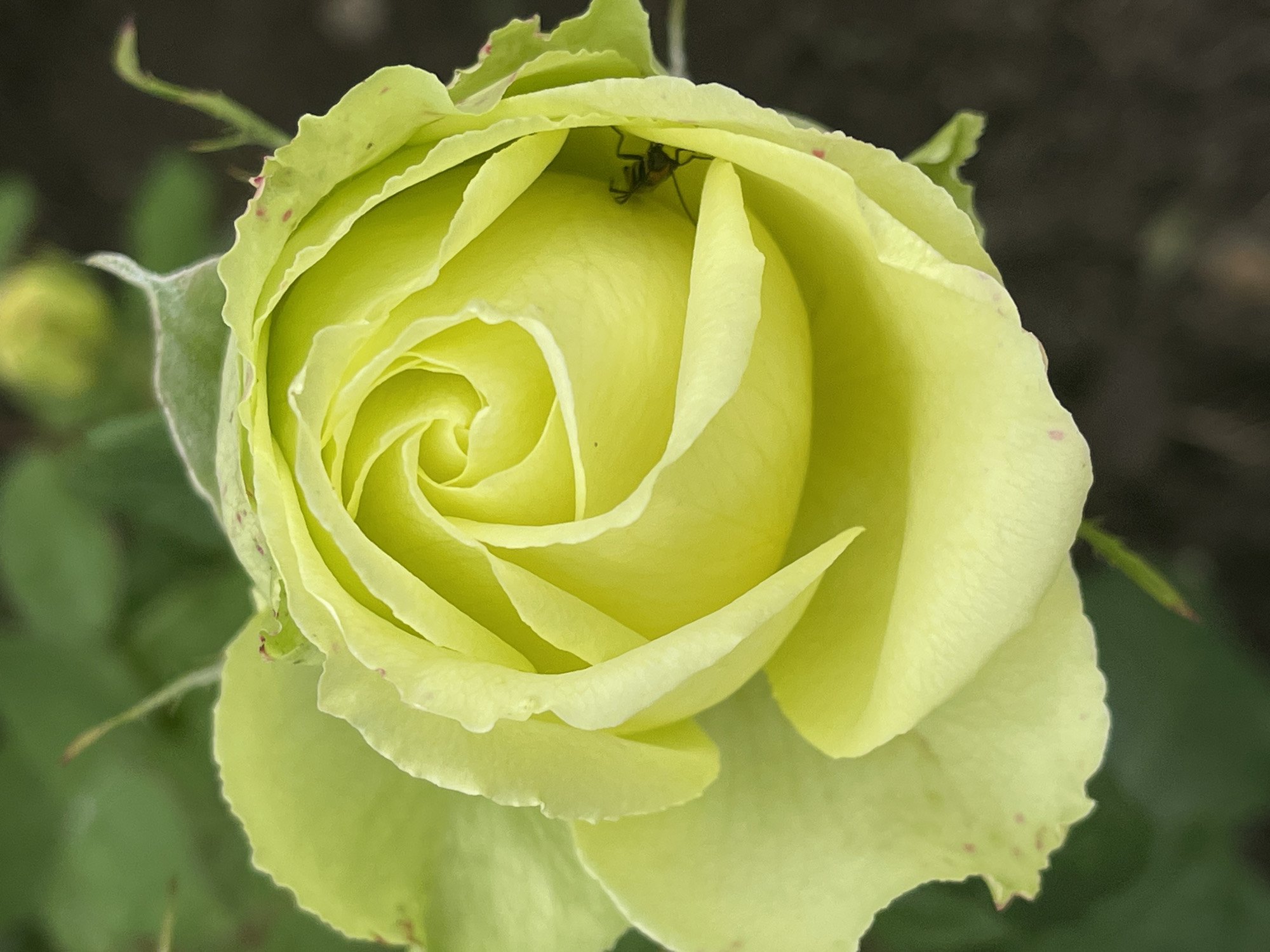 An extreme close-up shot captures a pale green rosebud. The rose is tightly furled, with its petals spiraling inwards to form a central bud. The outer petals are wider and more open, revealing delicate veins and a slightly serrated edge. Small, reddish-pink speckles are scattered across the surface of the petals, adding a subtle contrast to the overall green hue. Nestled within the folds of the rose, a small, dark insect with visible legs and antennae is perched. The background consists of blurred green foliage and dark, out-of-focus ground, suggesting an outdoor garden setting. There is no indication of the location being in the city of Средний, Russia.
