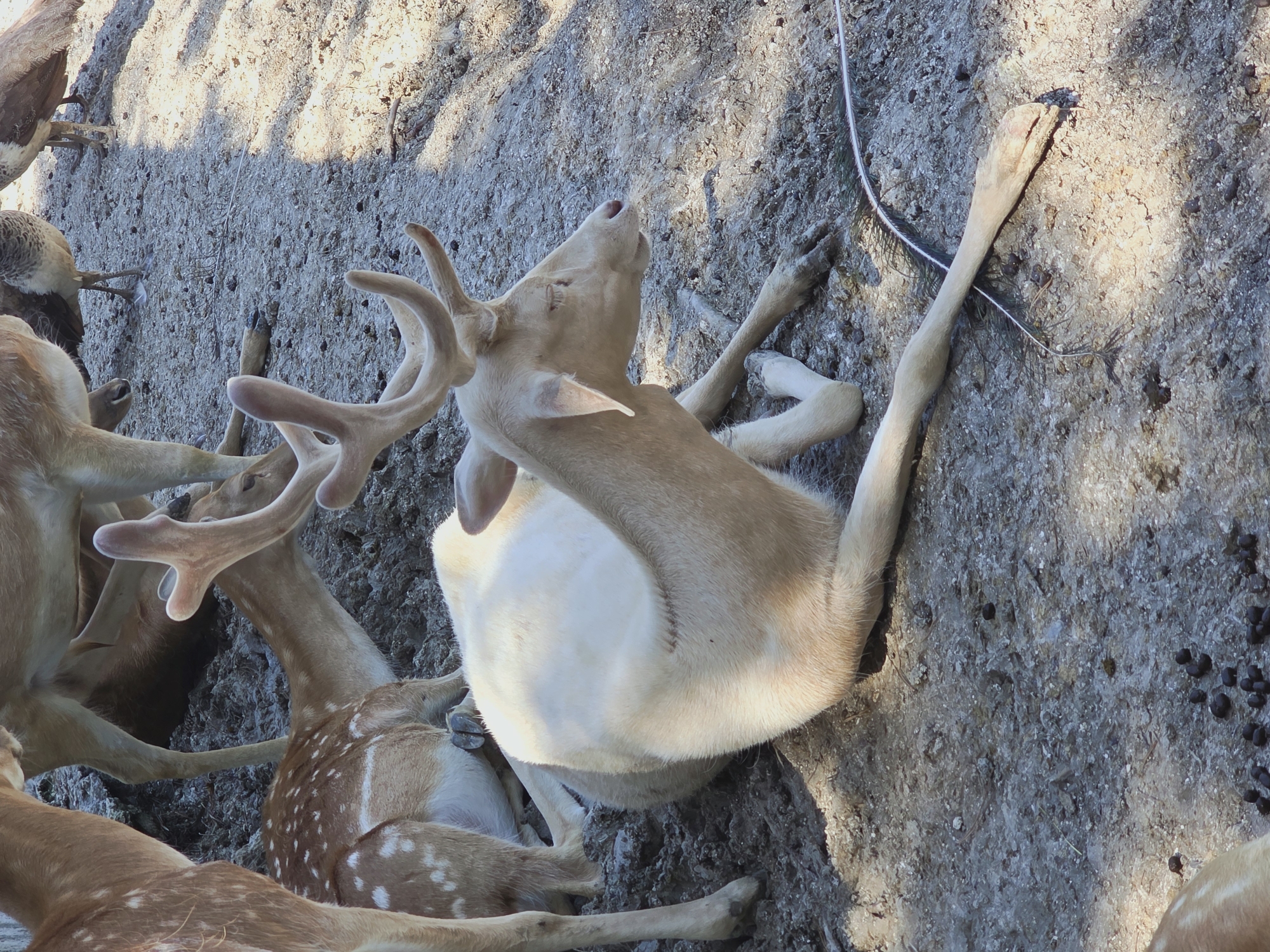 In Hadzhidimovo, Bulgaria, an albino deer lies resting on a dusty, gravelly ground. The deer, with its pale fur and visible antlers, is the central subject. Other deer, one with spotted fur, are partially visible in the background, suggesting a herd or enclosure. Two birds, possibly peacocks, are also present in the background, adding to the zoo or wildlife park setting. The ground is strewn with small, dark droppings, and a thin white string or wire runs across the frame. Sunlight casts shadows, indicating an outdoor environment.
