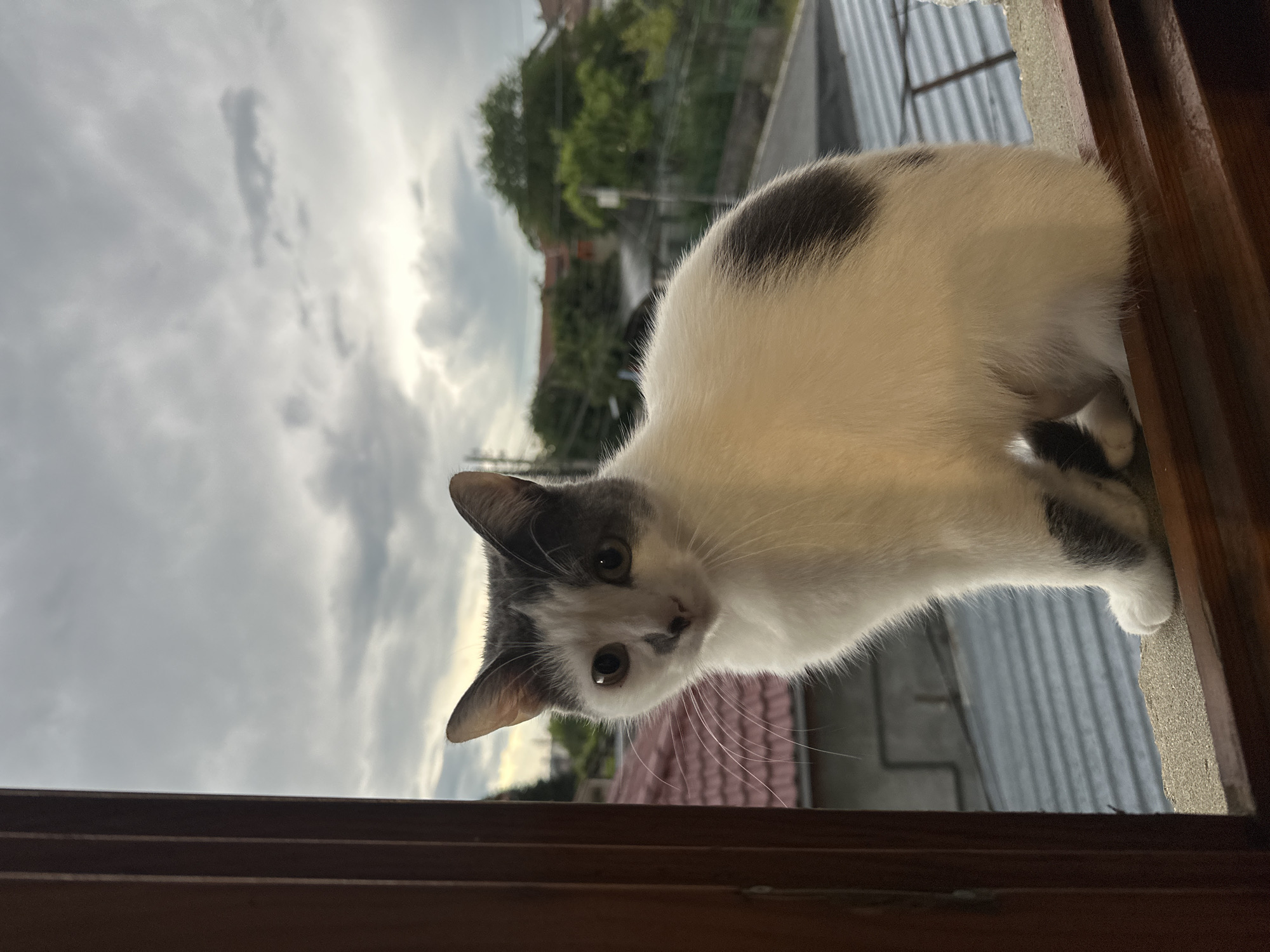 A white and gray cat looks directly at the camera from a slightly tilted perspective, appearing to be peering down from a window or ledge. The cat has mostly white fur with distinct gray patches on its head, ears, and back. Its eyes are brown, and long whiskers extend from its muzzle.
The cat is positioned on a dark brown wooden frame, possibly a window sill or beam. The background reveals an overcast sky filled with gray clouds, suggesting a cloudy day. In the middle ground, blurred green trees and residential buildings are visible, typical of a town or city environment. Below and to the right of the cat's body, a corrugated metal roof is partially visible. The overall lighting is soft and diffused due to the cloudy conditions. The cat's posture and direct gaze convey curiosity or attentiveness towards the viewer. No text is visible in the image. The scene is set in Dobrich, Bulgaria.