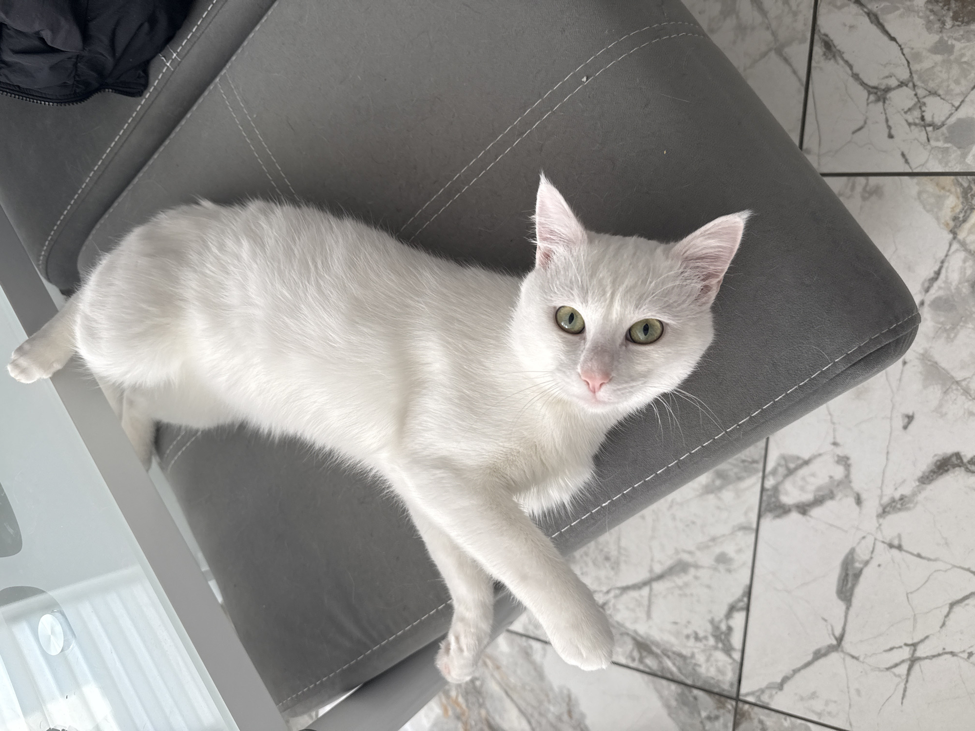 A white cat is lying on a gray chair. The chair is placed on a floor with a white marble pattern. Part of a glass table is visible to the left of the chair, and a black jacket is situated on the top left of the chair. The location of the photo is in Burgas, Bulgaria.