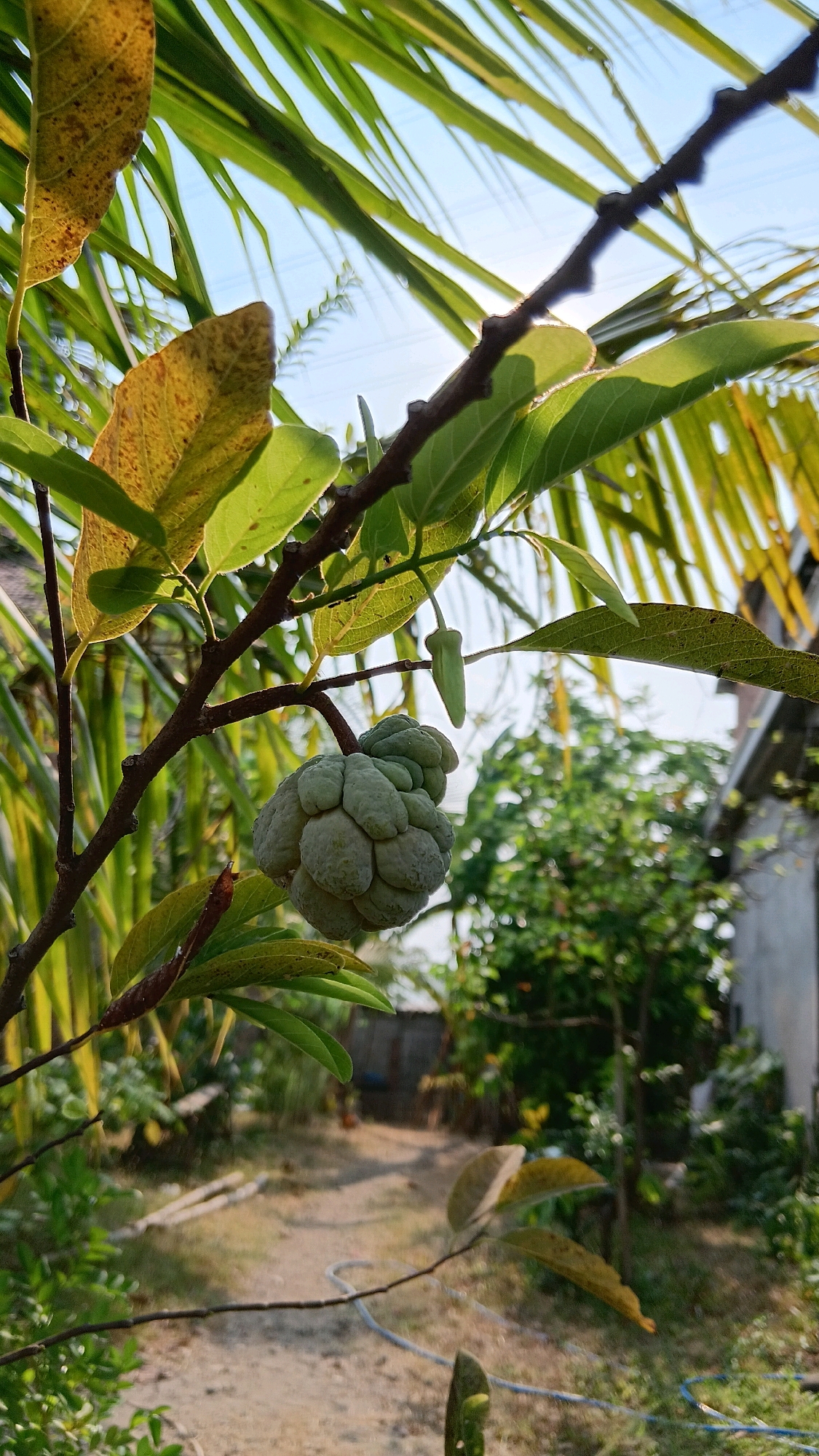 In Klorogan, Indonesia, a close-up shot focuses on a small, unripe custard apple fruit hanging from a branch. The fruit is green and segmented, with a few budding leaves and a small, green tip pointing upwards. The background is blurred, showing a pathway, vegetation, and a building, suggesting an outdoor, possibly residential, setting. The sun is visible, casting light and shadows.