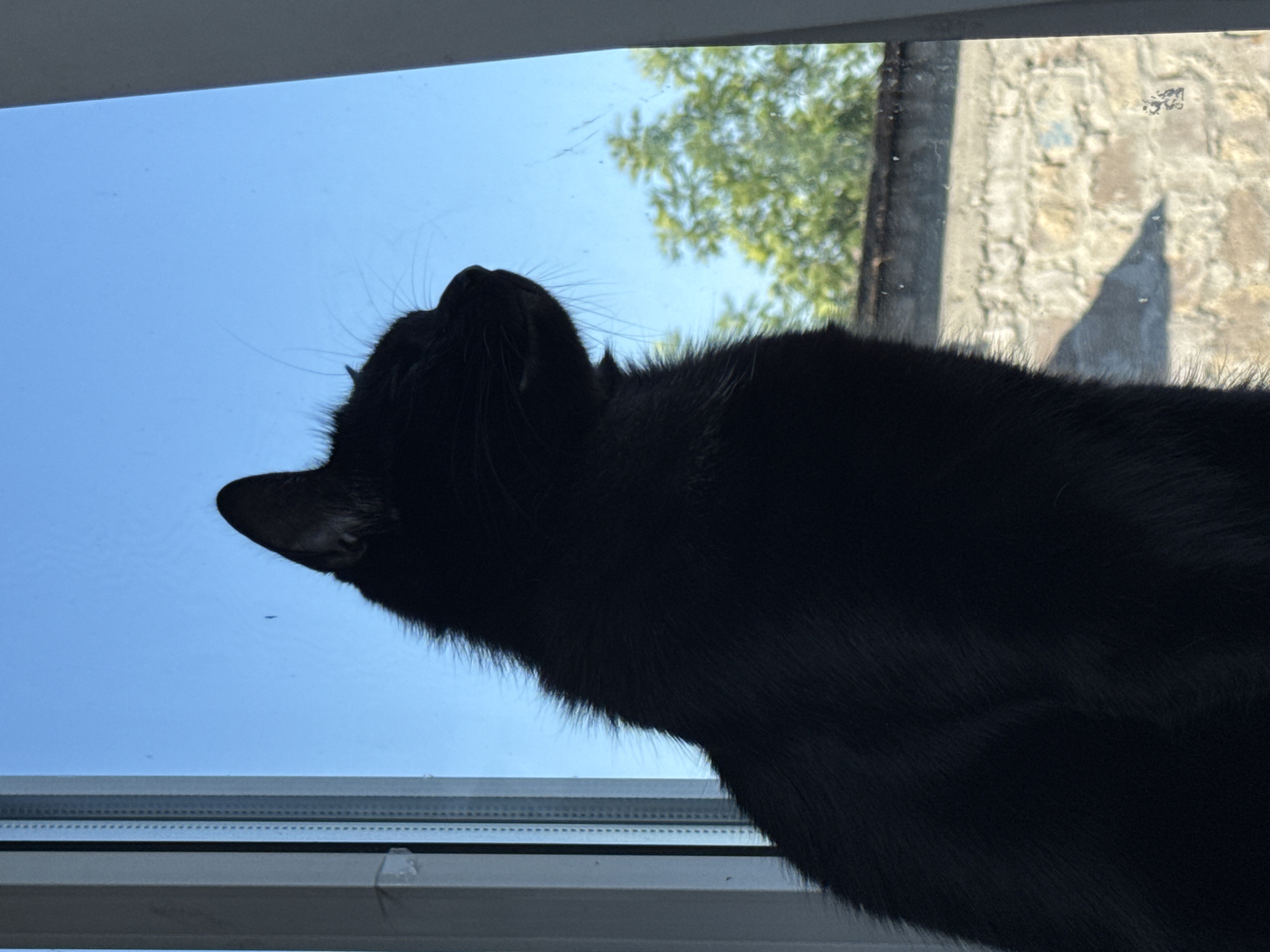 A black cat is silhouetted in profile as it sits on a windowsill, looking out at a bright blue sky. The cat's fur appears fluffy, with visible whiskers extending from its muzzle. The window frame, a light color, is visible to the left and right of the cat. Outside the window, a stone wall and green trees are visible. The scene appears to be a domestic setting, with the cat looking out from inside a building.