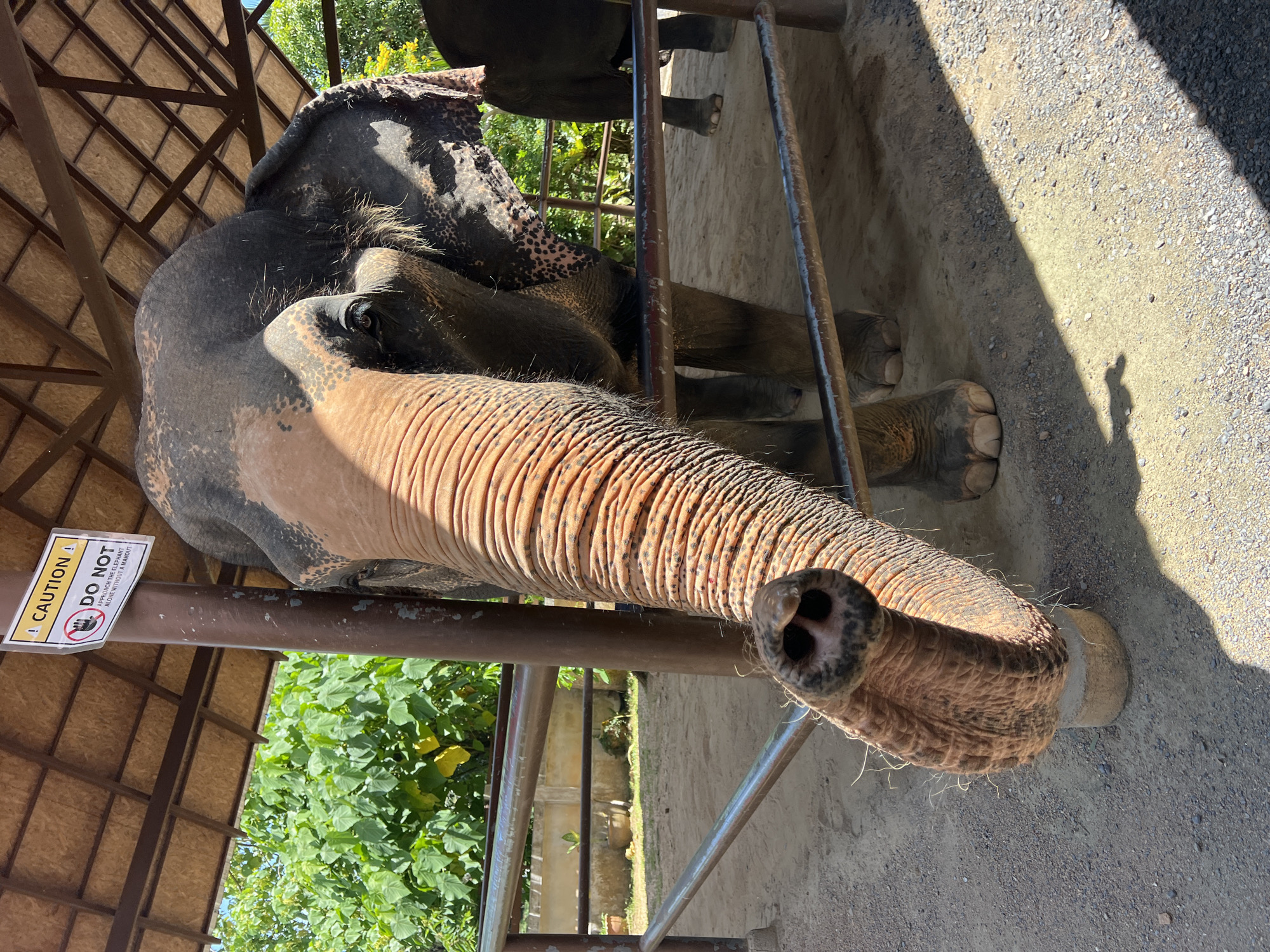 A close-up, eye-level shot captures an adult Asian elephant in an outdoor enclosure at an elephant sanctuary in Baan Thurian, Thailand. The elephant, positioned in the center and to the right of the frame, faces the viewer, with its trunk extended forward and resting on a small, circular concrete block. Its skin is dark gray with lighter, pinkish-brown patches and sparse, dark hairs. The elephant's eye is visible, dark and slightly wrinkled.
The elephant is under a shaded structure with a slatted, thatched roof supported by brown metal poles. To the left of the elephant, a white and yellow sign is affixed to one of the support poles. The sign has the word "CAUTION!" at the top in bold black letters, followed by a red circle with a diagonal line through a hand symbol, indicating "DO NOT." Below this, in smaller black text, it reads, "APPROACH THE ELEPHANT ALONE WITHOUT A MAHOUT."
A metal railing, painted red and silver, runs horizontally across the middle of the frame, separating the viewer from the elephant. Behind the railing, the ground appears to be a mixture of sand and small stones. In the background, lush green trees and foliage are visible, suggesting a tropical environment. Another elephant, darker in color and partially obscured, stands further back in the enclosure to the right. The lighting suggests it is daytime, with strong sunlight casting shadows on the ground.