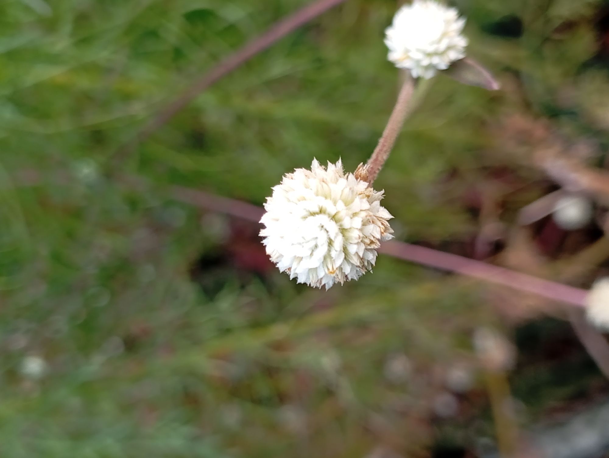 A close-up, eye-level, shallow depth-of-field shot shows a white gomphrena flower in the foreground, with its spherical bloom composed of small, pointed petals. The flower is on a thin, reddish-brown stem, which extends to the right and supports another smaller, out-of-focus white gomphrena bloom. The background consists of blurred green foliage and darker, indistinct shapes, suggesting a natural setting. The image was taken in Karang Jati, Indonesia.