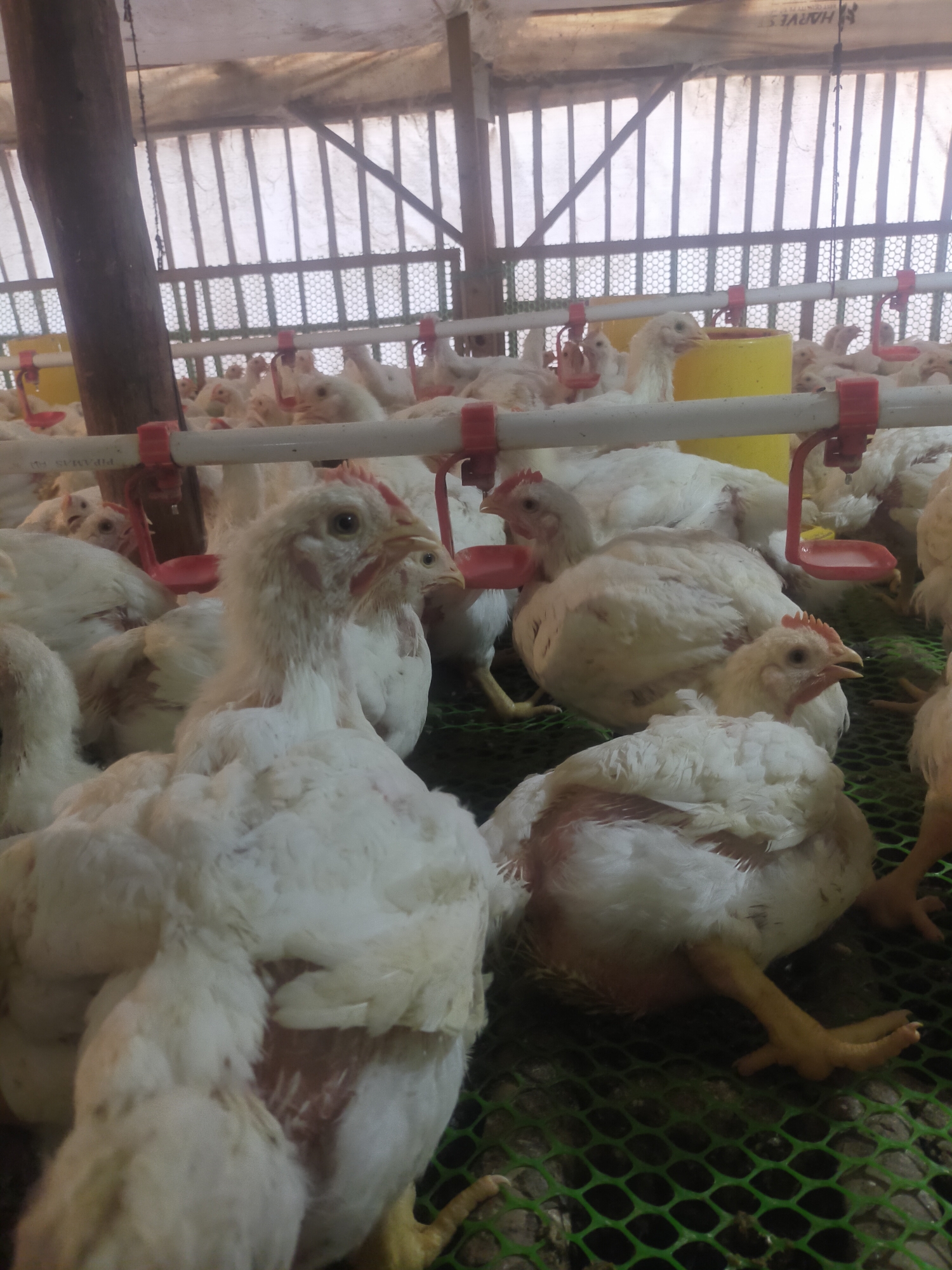The image depicts a chicken farm in Sumingkir, Indonesia, likely a poultry house or coop. It is filled with many young white chickens, possibly broiler chickens. They are densely packed on a green mesh floor, with some chickens standing and others partially obscured by others. In the foreground, several chickens are prominently visible, with their white feathers and orange beaks. Red and white plastic water dispensers are attached to a white pipe running horizontally across the scene. A large yellow water container is visible in the background. The structure appears to be a simple open-sided building with a corrugated roof and wooden support beams, suggesting a rural or agricultural setting.