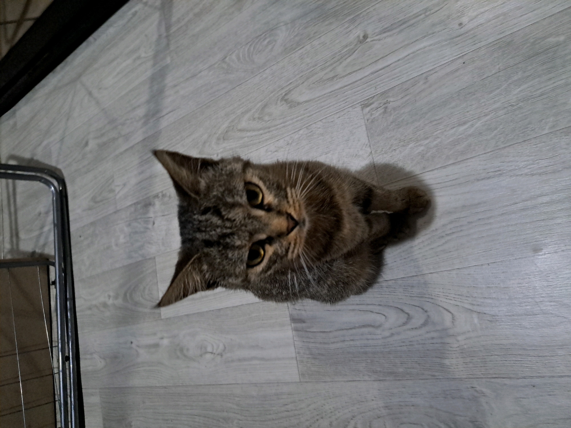 A tabby cat is lying on a light-colored wooden floor. The cat is facing upwards, with its head tilted to the side. Its eyes are wide open and yellow, and its ears are perked up. The cat's fur is a mix of brown, black, and gray, with distinct stripes. A portion of a metal cage is visible on the left side of the image. The floorboards are arranged horizontally. The lighting suggests an indoor environment. The image does not provide any information about the location in the city of Vypasne, Ukraine.