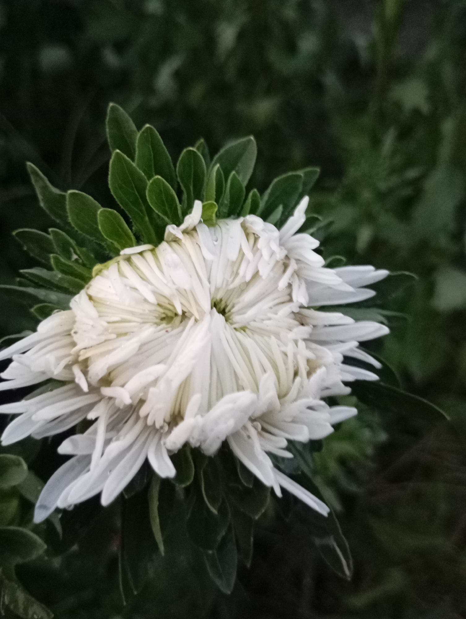 A close-up, high-angle shot captures a partially opened white aster flower in bloom. The flower's delicate white petals are intricately layered and slightly curled, with some showing a hint of translucence. A few tiny water droplets are visible on the petals, suggesting recent rain or dew. The flower is surrounded by vibrant green foliage, with some leaves showing serrated edges. The background is a dark, out-of-focus expanse of greenery, creating a sense of depth and highlighting the flower as the primary subject. The scene appears to be outdoors, possibly in a garden or park setting. The image was taken in Horishni Plavni, Ukraine.