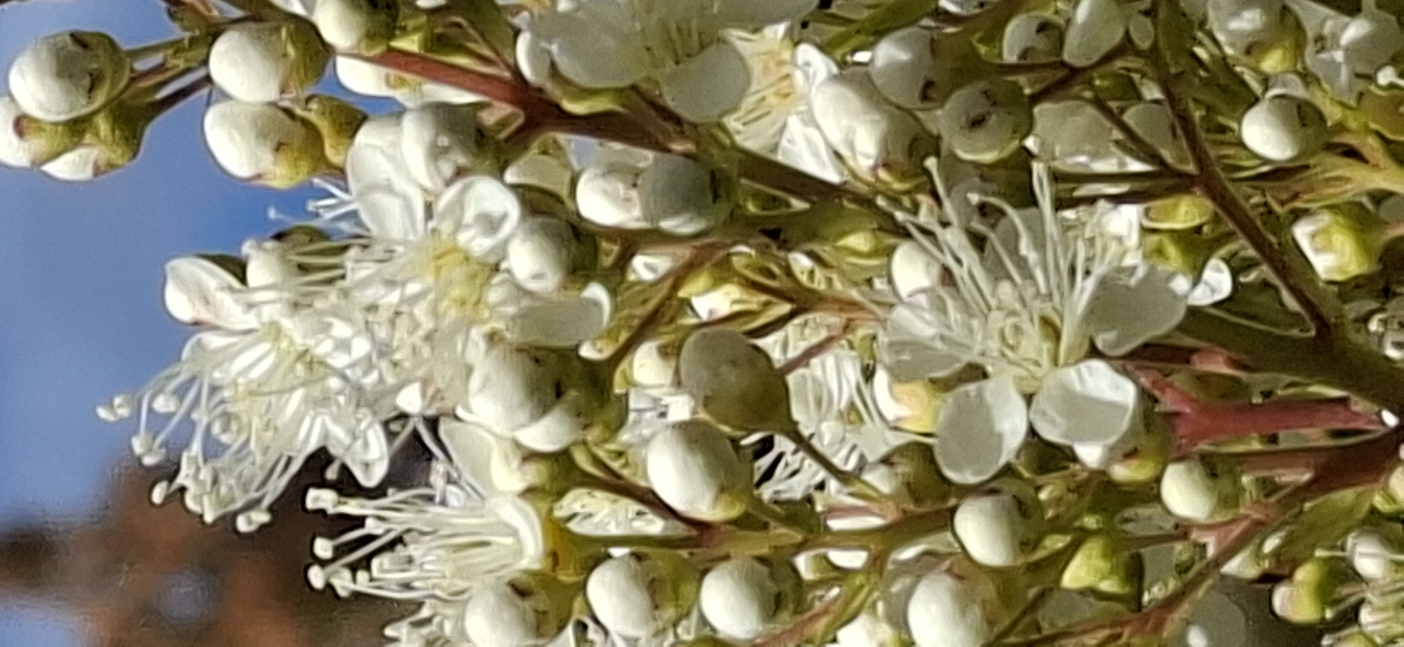 The image is a close-up, vertical shot of a cluster of white flowers and their buds. The flowers have delicate, feathery white petals and prominent stamens. Many of the buds are still closed, appearing as small, rounded, greenish-white or pale yellow structures. Some of the flower stems are reddish-brown. The background is blurred, with hints of brown on the left and a bright blue sky at the top. There are no people or specific identifiable landmarks visible. The image appears to be a natural scene, likely from a garden or park. The location in Orimattila, Finland is not visually discernible from the image itself.