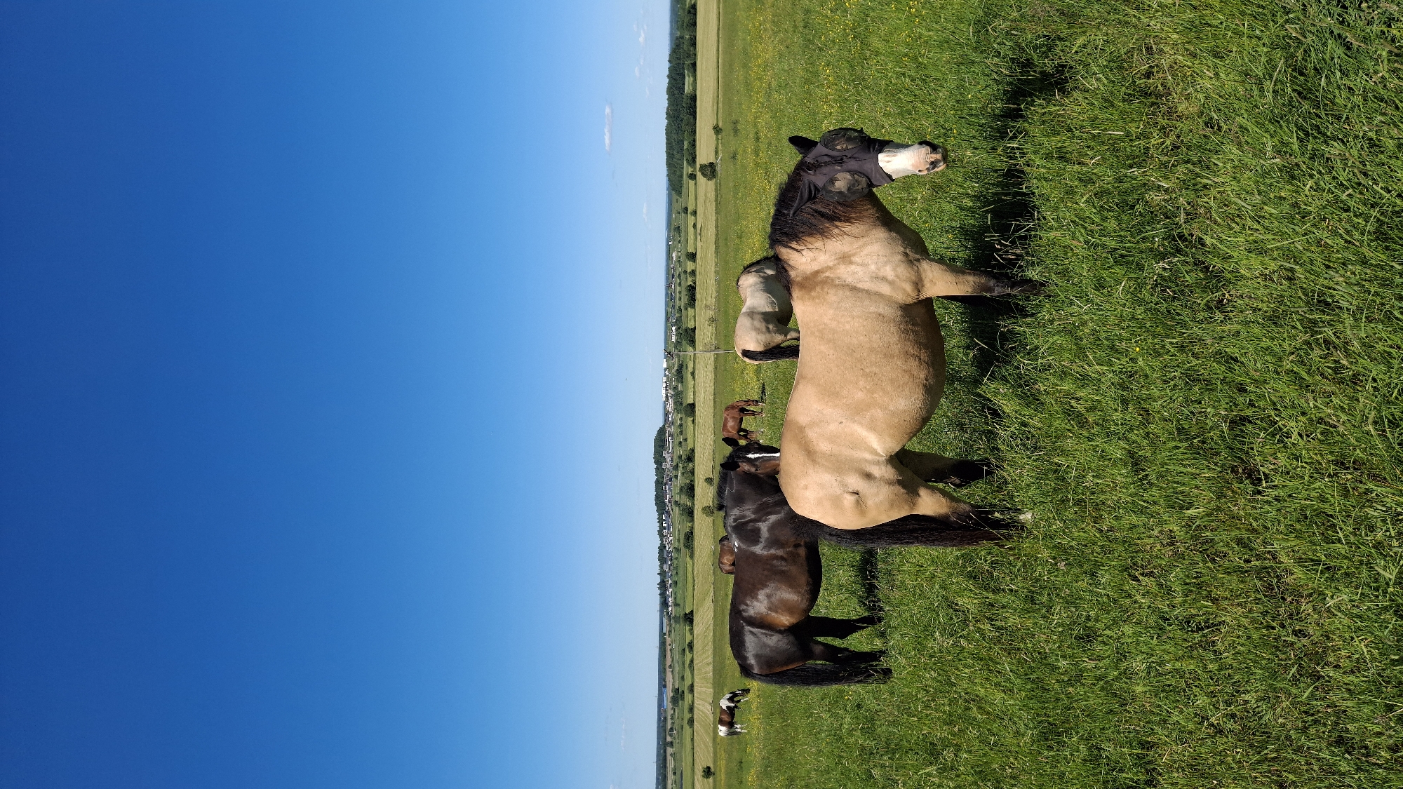 In a vast, sun-drenched meadow in Kaporskoe, Russia, a herd of horses grazes under a brilliant blue sky. The foreground is dominated by a light brown horse wearing a black fly mask, its head turned towards the viewer, revealing a curious expression. Behind it, a dark brown horse stands stoically, its mane flowing. Further in the distance, more horses are scattered across the verdant landscape, some grazing, others standing still. The meadow is a tapestry of green grass dotted with yellow wildflowers, stretching towards a line of trees and a distant village nestled on a gentle rise. The overall impression is one of peaceful rural life, captured on a clear summer day.