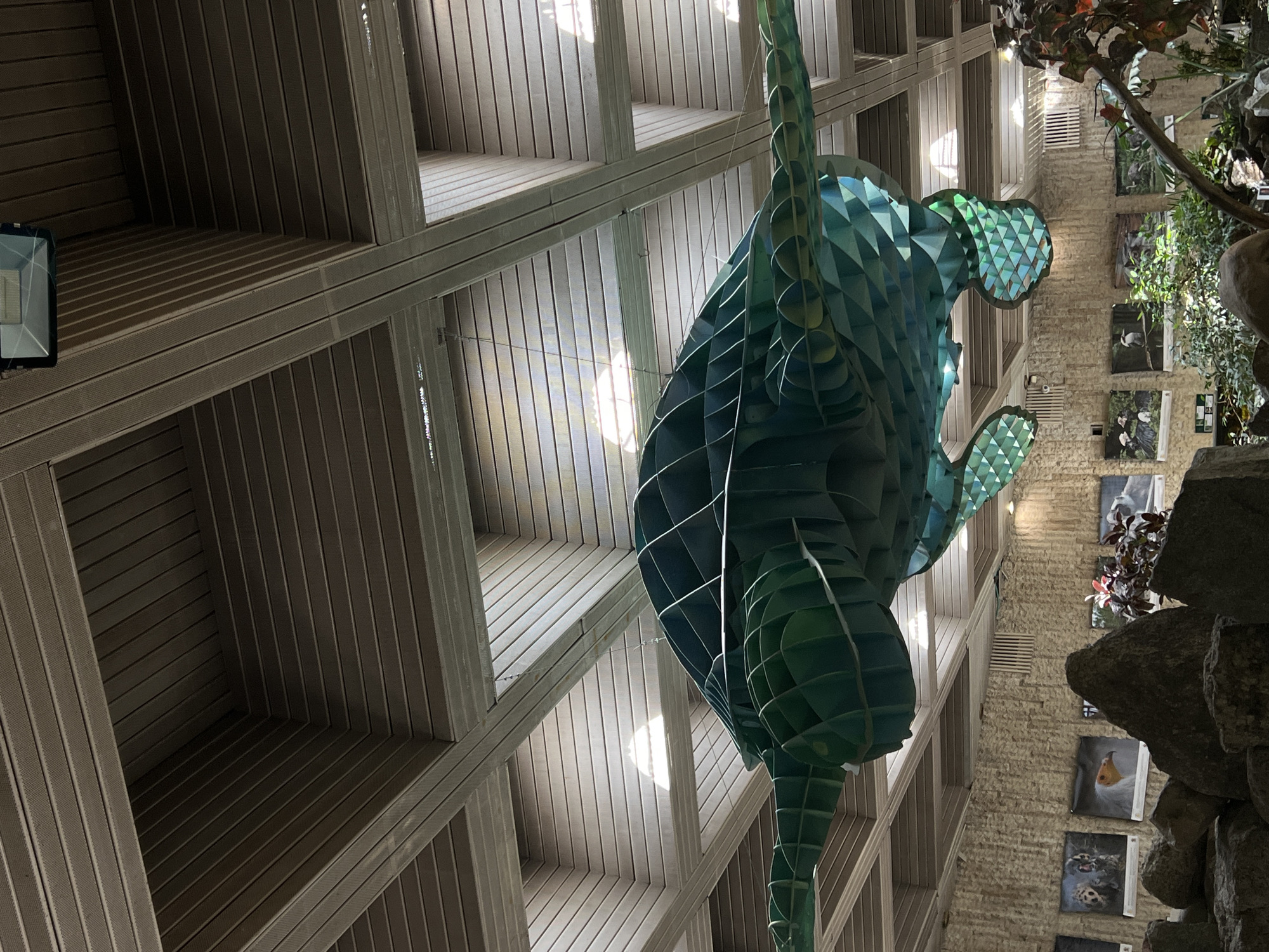 An artificial green turtle sculpture hangs from the ceiling of an indoor exhibit. The ceiling is a grid of beige panels and beams, with skylights casting bright patches of light. The walls are textured stone, and several framed pictures of birds and animals are mounted on them. In the foreground, rocks and plants form a naturalistic display. The scene appears to be an exhibit at the Sofia Zoo in Sofia, Bulgaria. There are no people visible in the image.
