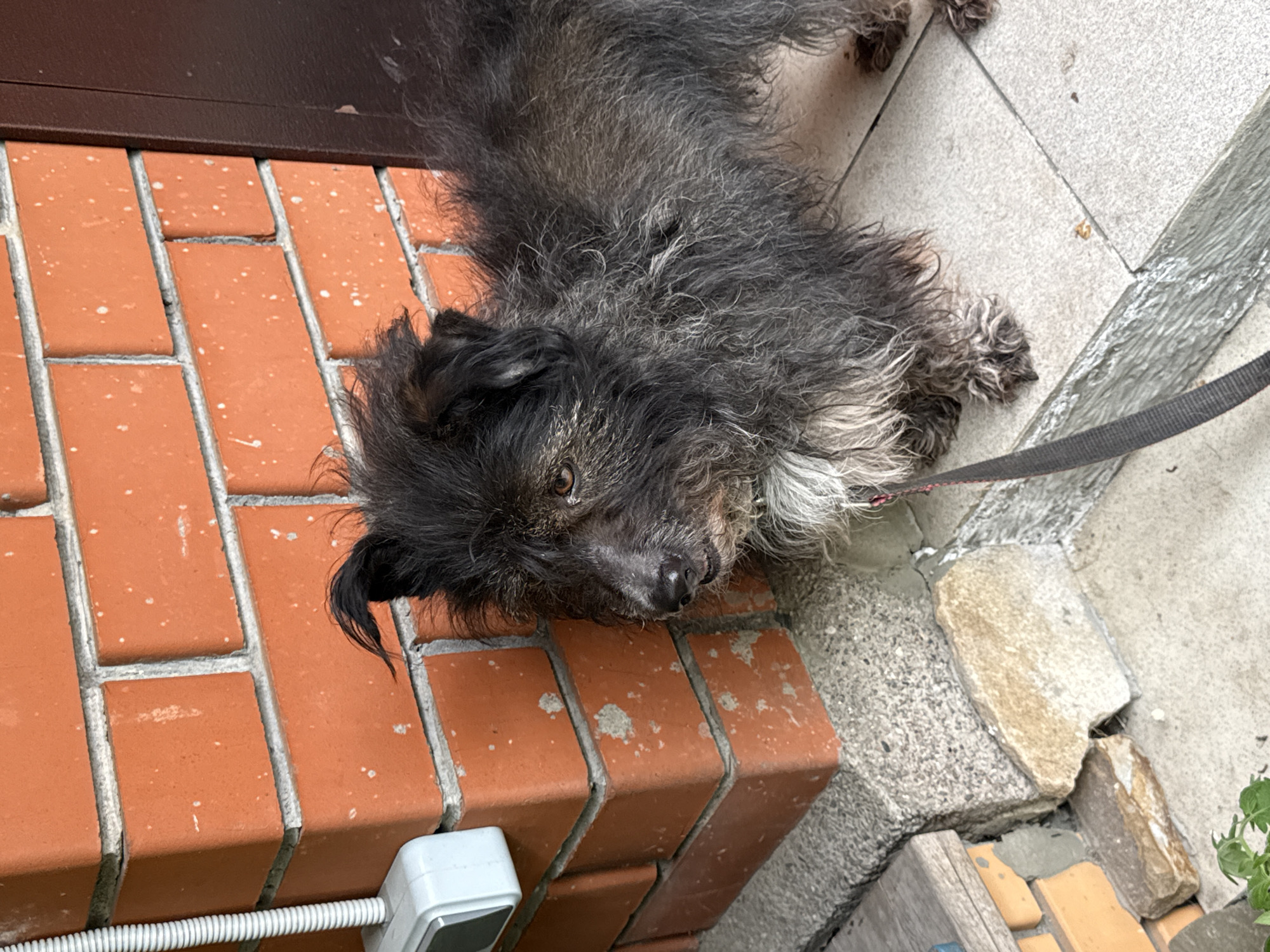 A medium-sized, black and gray, wire-haired dog is lying down on a brick ledge next to a gray stone patio. The dog has a leash attached. A white electrical box and corrugated cable are visible near the bricks. The location is presumed to be Severnyi, Russia. No people are visible.