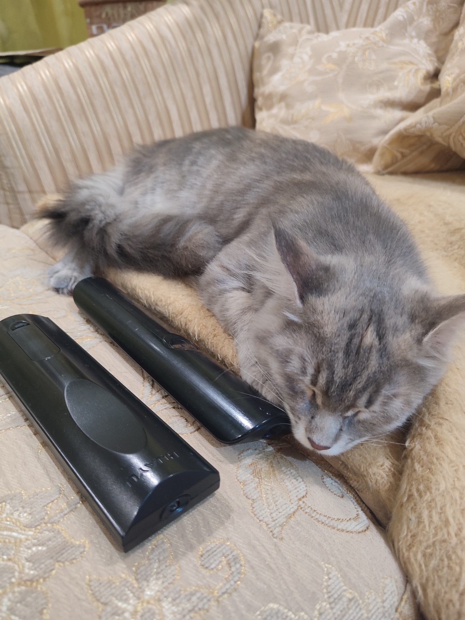 A gray tabby cat is sleeping on a tan, patterned sofa next to two black remote controls. The cat is curled up, with its head resting near the remotes. The scene appears to be indoors. The location in the city of Sarapul, Russia is not directly evident from the visual information provided.