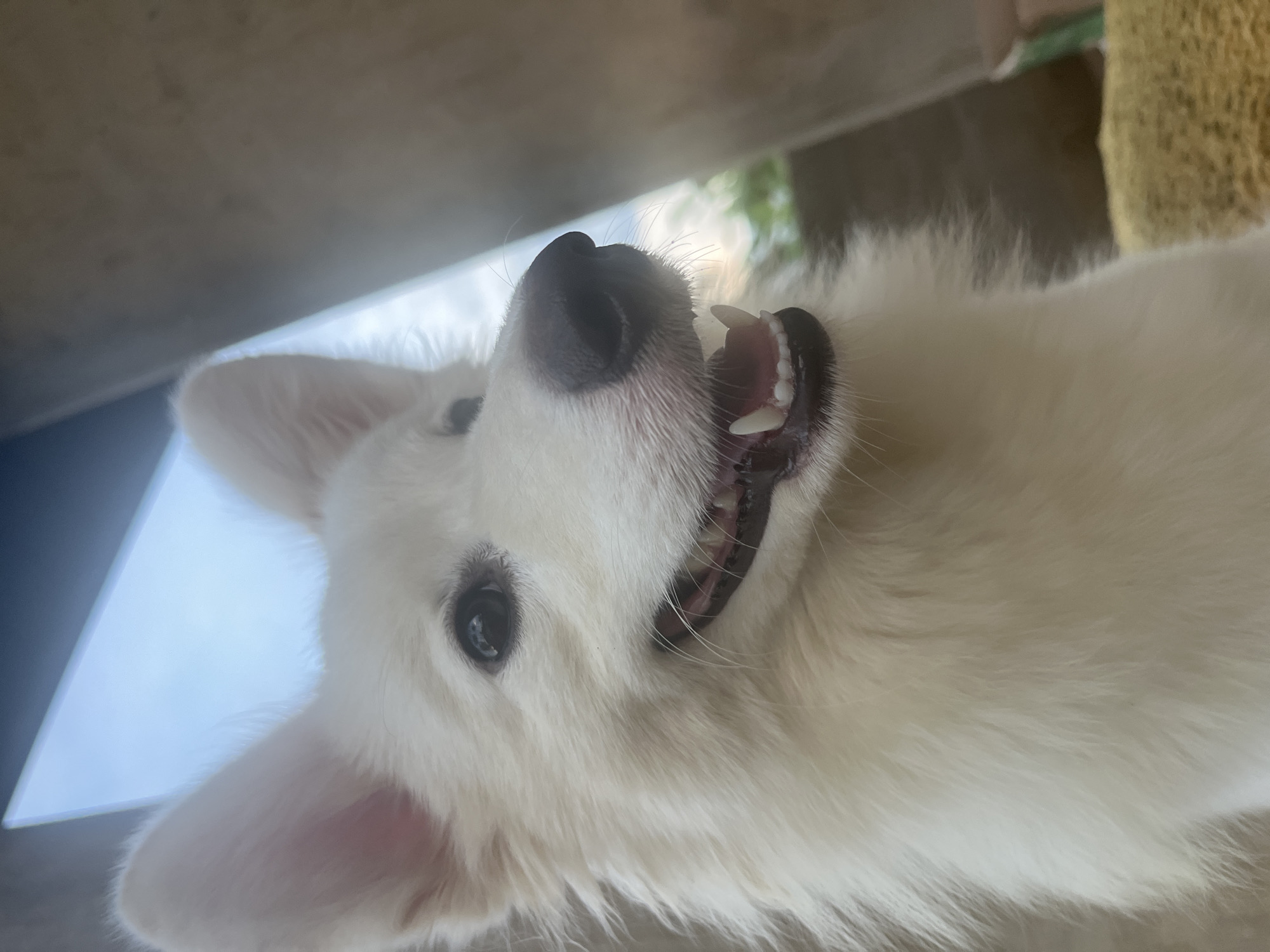 A close-up, slightly distorted photograph shows a white dog lying on its back. The dog's head is tilted upwards, revealing its teeth. The background is blurry, with glimpses of what appears to be a wall or structure above the dog. The dog's fur is fluffy and white. The location is not discernible from the image. The city of Ikot Ekpene, Nigeria, is not discernible from the image.