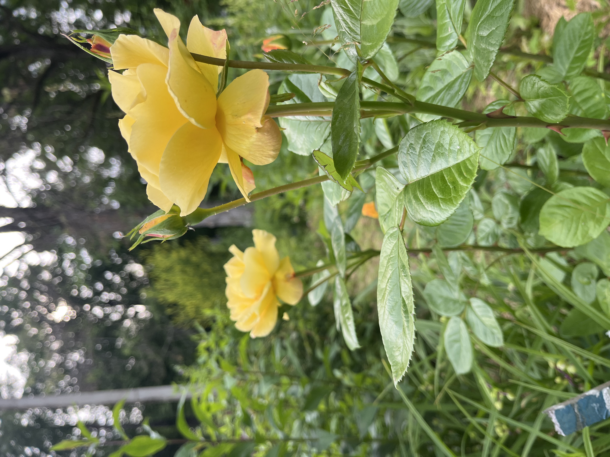 This is a close-up, vertically oriented photograph of a yellow rose bush in Starye Politsy, Russia. The primary subject is the rose bloom in the foreground, which is a vibrant yellow with delicate, layered petals. A single rosebud, partially unfurled and tinged with red, is visible above and to the left of the main flower. The rose bush has lush green foliage, with serrated leaves and thorny stems. Another yellow rose, slightly out of focus, can be seen in the background. The setting appears to be a garden or natural outdoor space, with soft, bokeh-like background elements suggesting trees and other greenery. The lighting suggests it is daytime, possibly late afternoon, given the dappled sunlight filtering through the leaves, creating bright, circular highlights in the background. The overall mood is serene and natural. There is no visible text in the image.