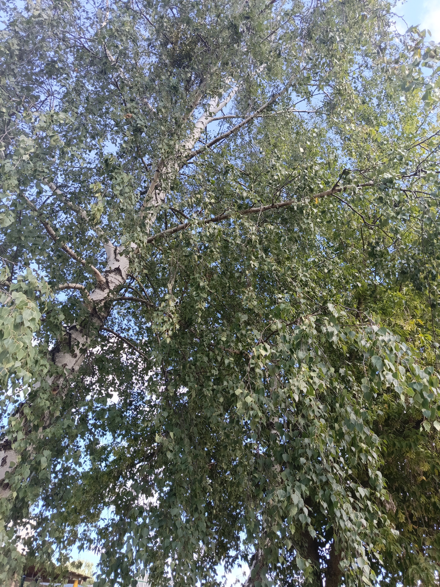 A medium shot captures the canopy of a large birch tree against a bright blue sky with scattered clouds. The tree's white, papery bark is visible on the left side of the frame, with its branches extending upwards and outwards, covered in a dense layer of green leaves. Some leaves appear to be yellowing, suggesting a change in season. The sunlight filters through the leaves, creating dappled patterns. In the background, glimpses of other trees and possibly buildings can be seen, hinting at an urban or suburban environment. There are no people or animals visible in the image. The perspective is from below, looking up into the tree. The location is Ivatsevichy, Belarus.