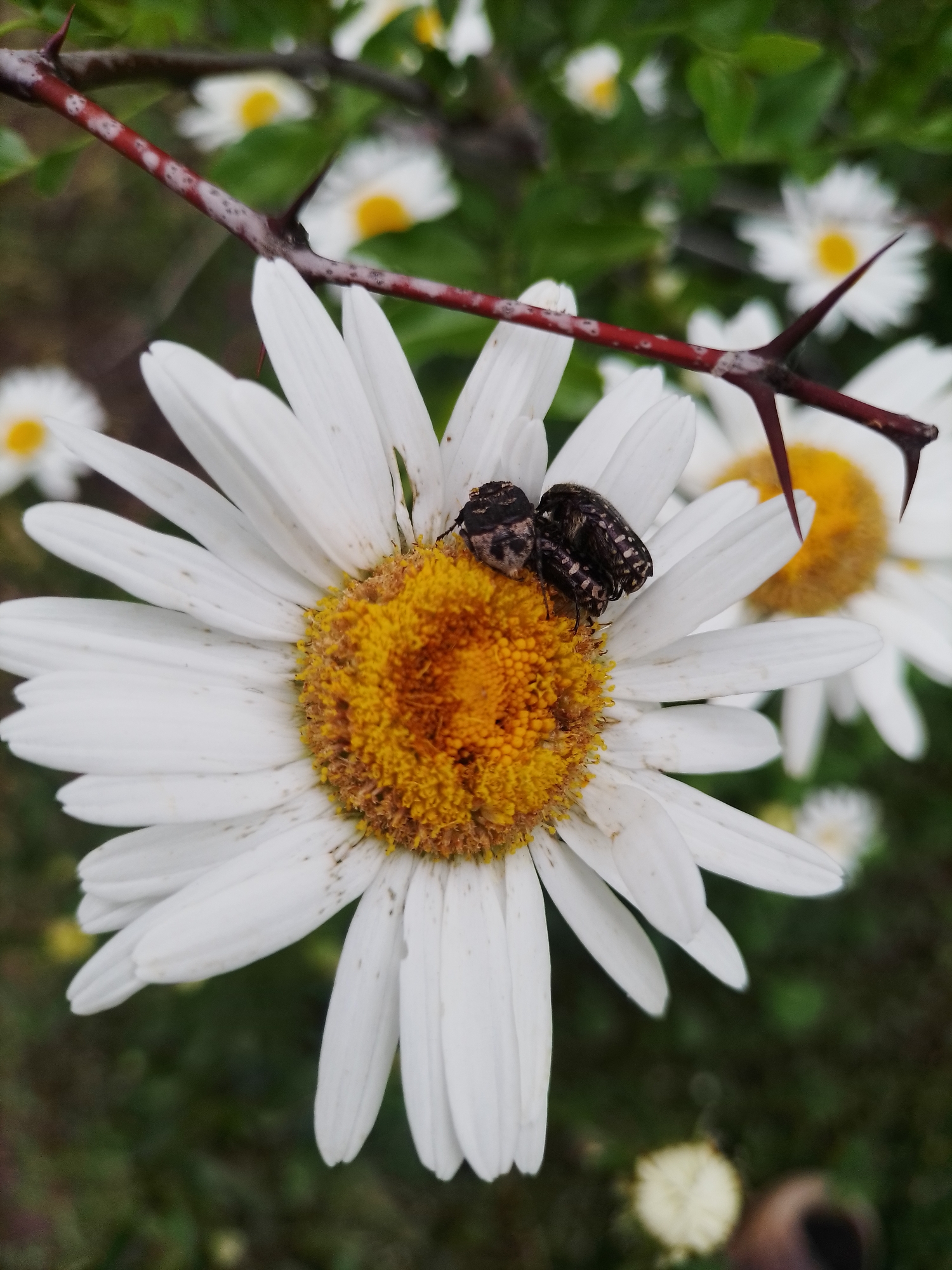 A close-up photograph taken in Ustyvytsia, Ukraine, features a vibrant white daisy-like flower with a prominent yellow-orange center. Two small, dark, patterned beetles are visible on the flower's central disc, appearing to be mating. Above the flower, a thorny, reddish-brown branch with distinct sharp thorns crosses the frame diagonally, introducing a contrasting element. The background is softly blurred, showing other similar white and yellow flowers and green foliage, indicating a natural outdoor setting such as a garden or meadow. The image is captured in natural daylight, with the main subjects clearly in focus. There is no visible text.
