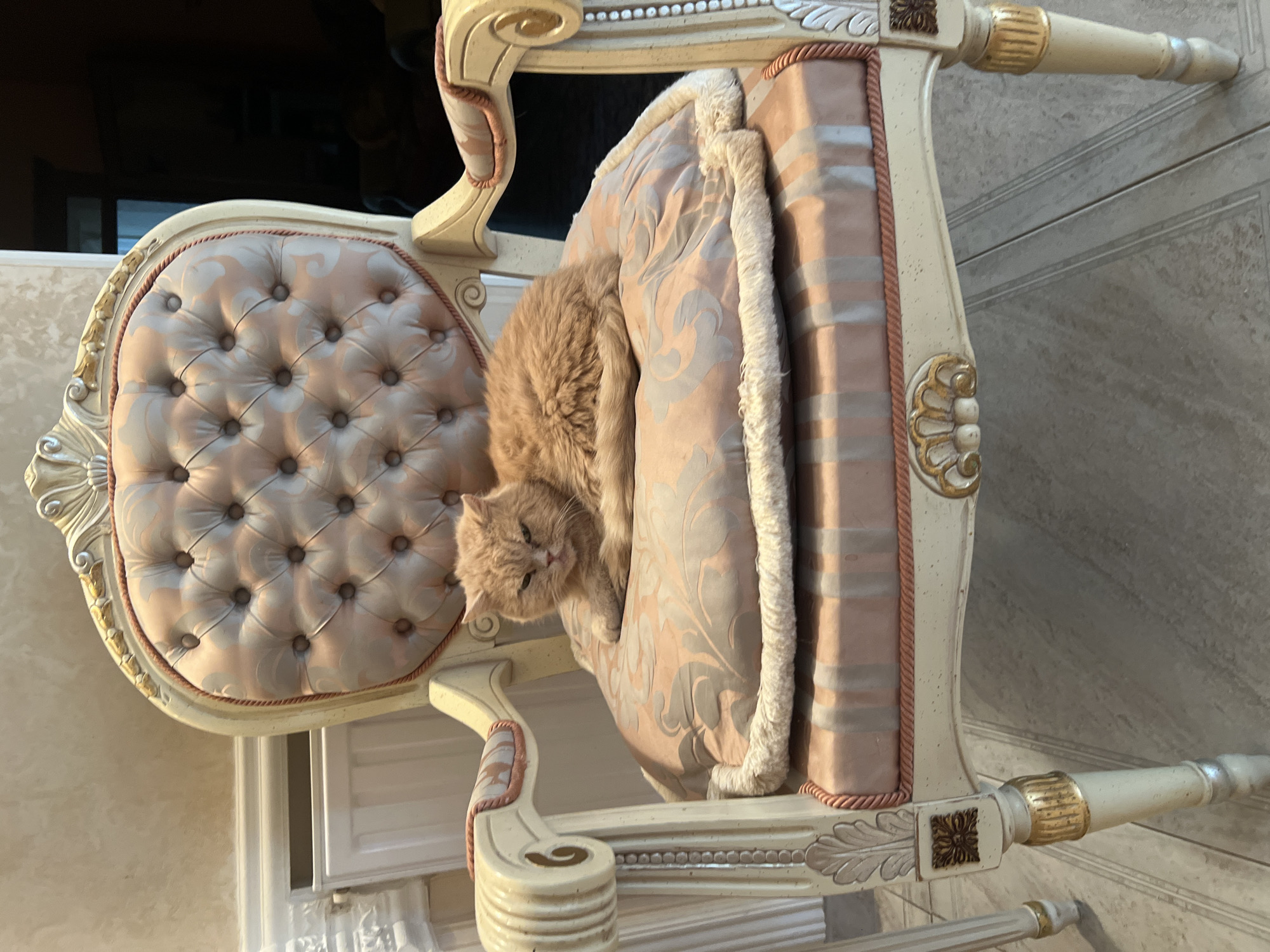A light orange cat with green eyes is lying on a decorative pillow on an ornate armchair. The cat is facing forward and appears to be resting. The armchair is upholstered in a tufted fabric with a subtle pattern and is trimmed with a decorative rope. The frame of the chair is painted white with gold accents. The pillow is a light pink with a gray floral pattern and a fluffy white trim. The scene is indoors, likely in a residential setting. The floor appears to be tiled with a light gray and white pattern. The background shows a wall with a radiator and some decorative molding. There is no specific information available about the location in the city of Bender, Moldova.