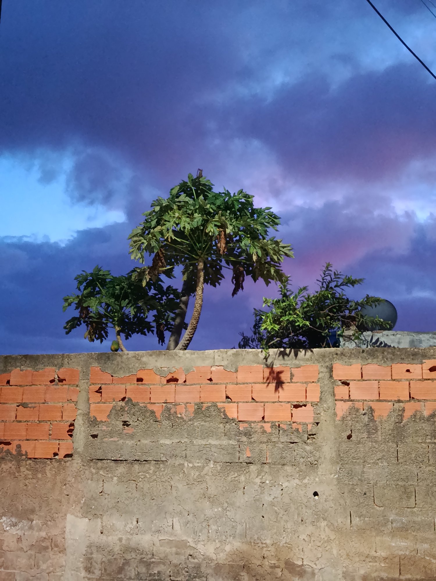 A low-angle shot captures a rough, textured, partially plastered brick wall in the foreground. Above the wall, two papaya trees with sparse leaves and dry brown fruit stand against a dramatic twilight sky. The sky transitions from a pale blue on the left to deep blues and purples on the right, with hints of pink in the clouds. A small, green parrot is perched on the wall between the two trees. To the right of the papaya trees, a smaller, bushier green plant is visible, and behind it, a dark, circular object, possibly a satellite dish, sits on the wall. The overall scene suggests an outdoor setting at dusk, possibly in a residential area of Juan Griego, Venezuela.