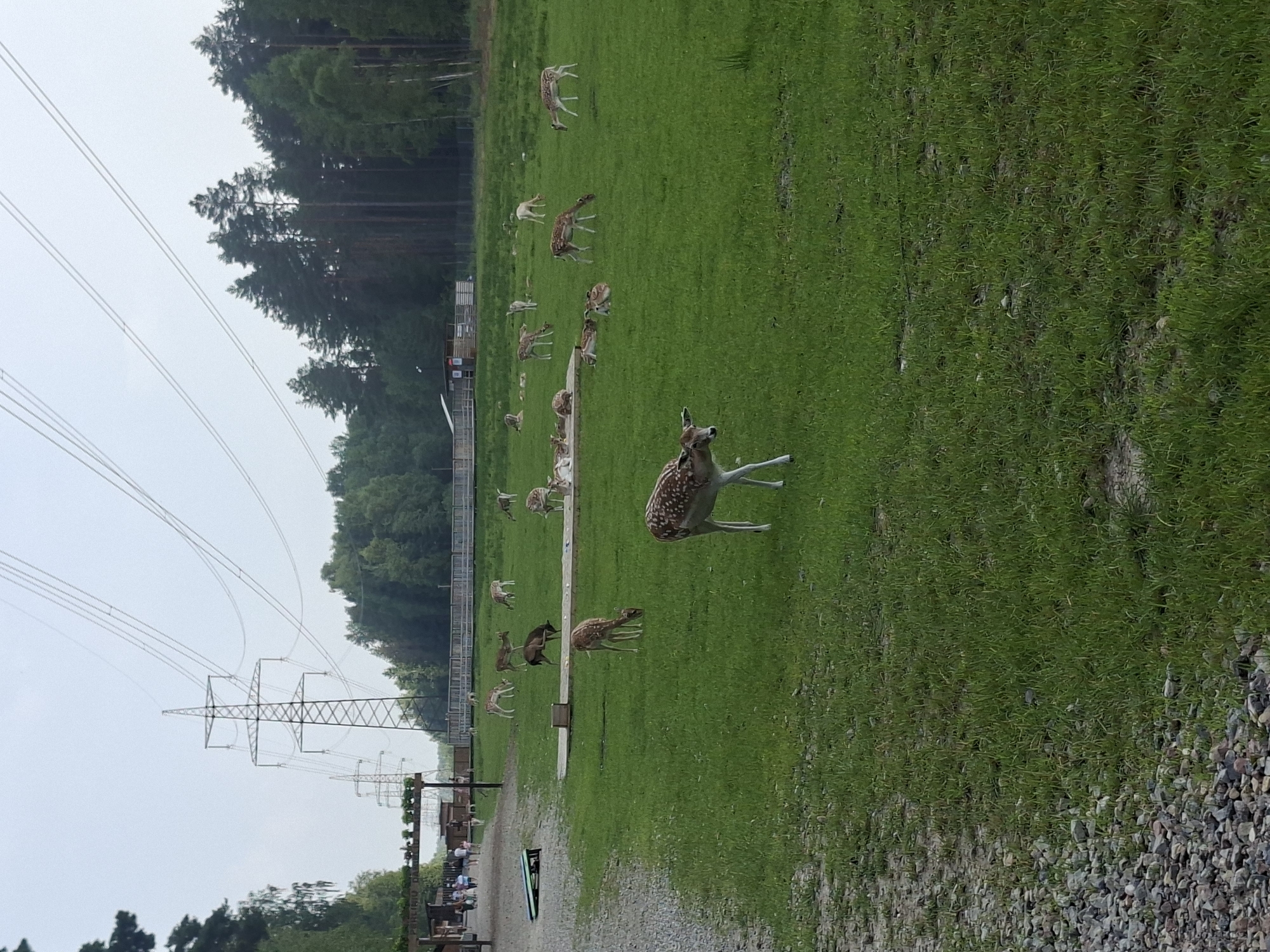 The image depicts a herd of fallow deer grazing in a grassy enclosure, likely at a deer farm or park in Karčiupis, Lithuania. In the background, tall power line towers and cables stretch across the sky, indicating proximity to a rural or semi-rural area. A group of people are seen walking near a wooden structure on the left side of the image, suggesting a visitor area. The enclosure features wooden fencing and a raised platform where some deer are resting or feeding. The overall environment is a wide, open green field bordered by trees.