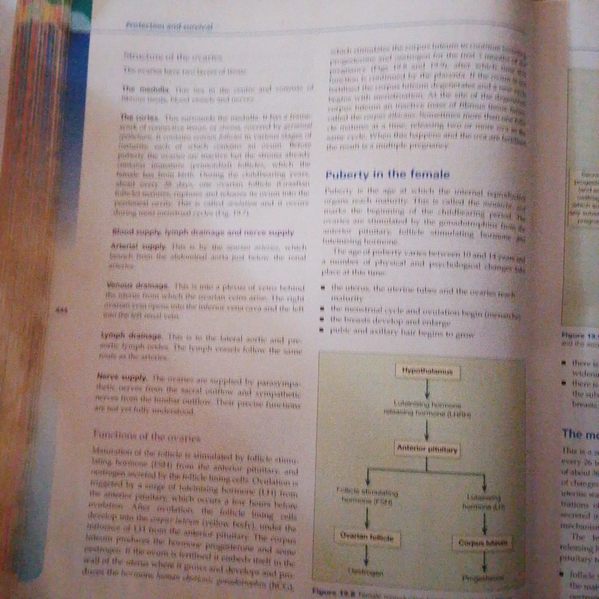 The image is a photograph of an open textbook page, likely from a biology or human anatomy class, with text and a diagram. The subjects are the textbook itself and its content. The primary object is the book, which appears to be a standard educational textbook with multiple columns of text and an accompanying schematic diagram. The scene is a close-up shot of the book's pages.
The activity taking place is the presentation of educational material. The text on the left discusses the structure, blood supply, lymph drainage, and nerve supply of the ovaries, followed by their functions. It details ovulation, the corpus luteum, and hormone production. The text on the right focuses on puberty in females, outlining the age of maturity and the physical and psychological changes that occur, such as the development of the uterus, menstrual cycle, breasts, and hair growth.
A prominent notable detail is the diagram on the bottom right, illustrating the hormonal regulation of the female reproductive cycle. It shows the hypothalamus releasing LHRH, which acts on the anterior pituitary. The anterior pituitary then releases FSH and LH, which stimulate the ovarian follicle and corpus luteum, respectively, leading to the production of estrogen and progesterone.
The visible text includes headings like "Protection and survival," "Structure of the ovaries," "Puberty in the female," and "Functions of the ovaries." It also contains labels for the diagram such as "Hypothalamus," "Anterior pituitary," "Ovarian follicle," and "Corpus luteum," along with hormone names like "Luteinising hormone releasing hormone (LHRH)," "Follicle stimulating hormone (FSH)," and "Luteinising hormone (LH)," and "Progesterone." There's also a page number "444" visible. There are no people, specific time of day, weather, or location cues beyond what might be inferred from the educational context. Emotions are not conveyed in this image. The location context provided (Jalingo, Nigeria) is not directly observable from the image itself.