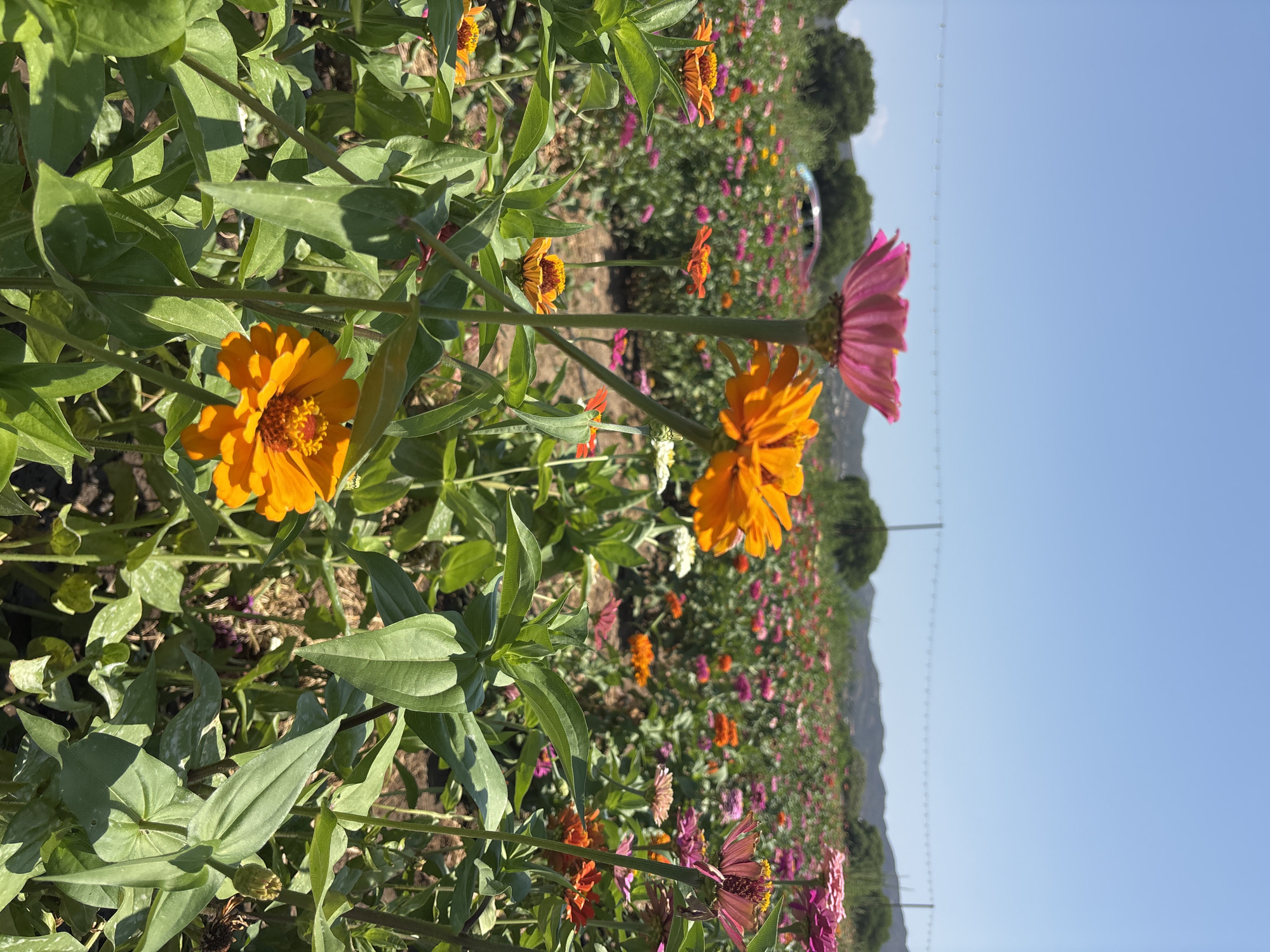 A wide shot captures a sun-drenched field of brightly colored zinnia flowers under a clear blue sky. The foreground features a close-up of several vibrant orange and pink zinnias, their petals detailed and lush. Behind them, the field stretches into the distance, a vibrant tapestry of various colored zinnias interspersed with green foliage. In the middle ground, a line of trees forms a backdrop, with rolling hills and mountains visible in the far distance. A faint wire fence can be seen strung between poles across the horizon. The scene appears to be a flower farm or a public garden in Dewey-Humboldt, Arizona, United States of America. The lighting suggests it is midday. No people are visible in the image.