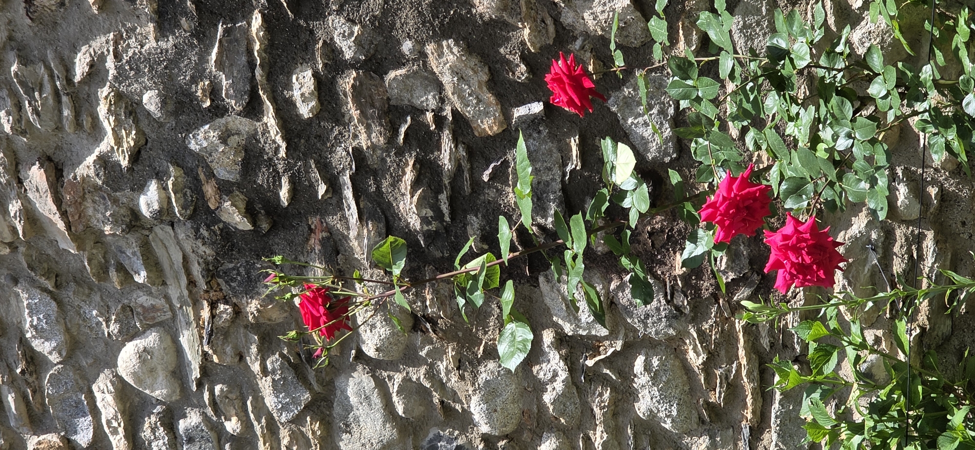 A horizontal, eye-level shot shows a section of a rough-hewn stone wall with a climbing rose in full bloom. The wall is comprised of irregular, light grey and brown stones, with dark grey mortar in between. A portion of the stone wall on the left is in shadow. A rose vine grows along the wall, starting on the left with a single, red rose bloom and ending on the right with two clusters of red rose blooms intertwined with green leaves. The location is Benasque, Spain, based on visual cues from previous images.