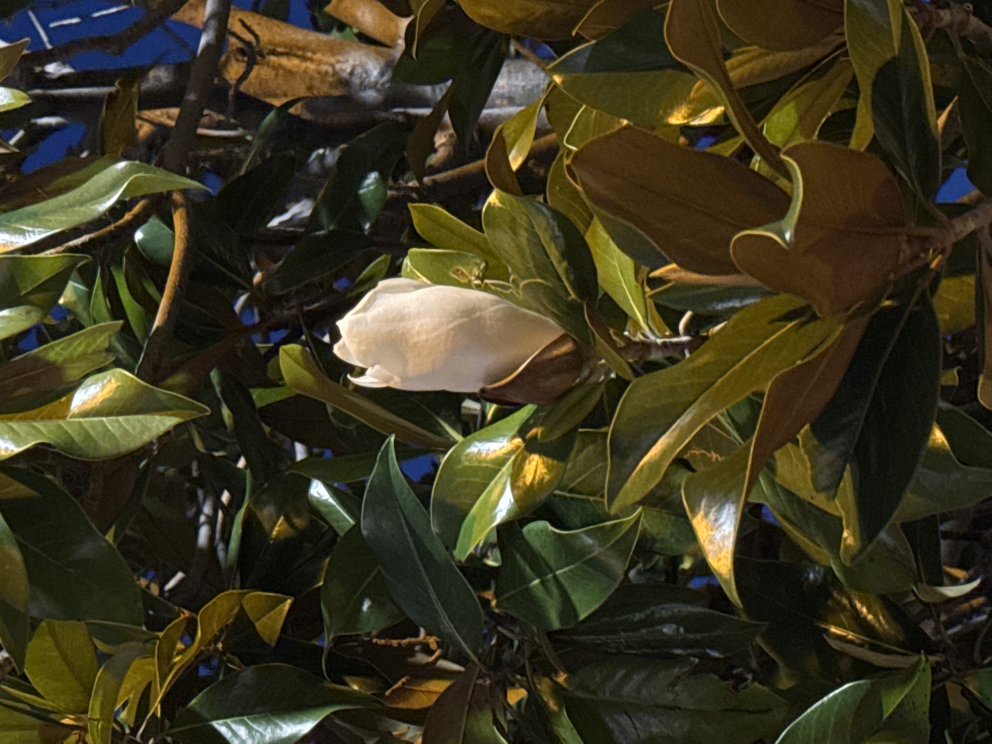 A close-up, dimly lit photograph captures a single white magnolia bud, tightly closed, nestled among its large, glossy green and bronzed leaves. The scene appears to be outdoors, likely at night or in deep shade, with artificial light casting highlights on the foliage. The background is a dark, indistinct blur of branches and a deep blue sky. There is no indication of human presence or activity. The image does not provide any specific visual cues that would allow for the identification of its location within the city of Bar, Montenegro.