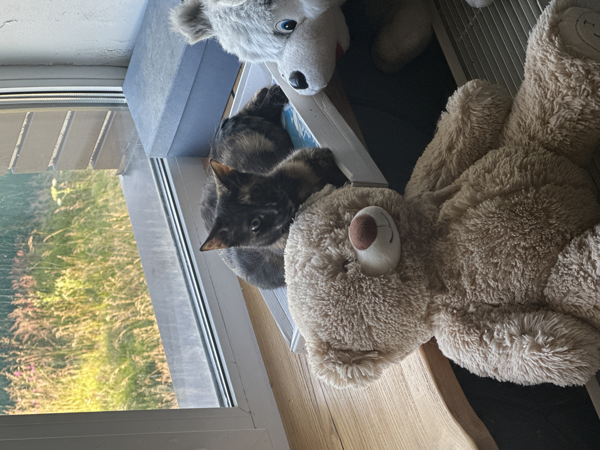 The image depicts a domestic indoor scene, possibly a windowsill or a flat surface near a window. The background shows a blurry view of tall grass and vegetation, suggesting an outdoor environment outside of the window. In the foreground, a large, light brown teddy bear is prominently featured, taking up a significant portion of the frame. To the right of the teddy bear, a portion of a plush toy resembling a dog or wolf with gray fur, large blue eyes, and a black nose is visible. Between the teddy bear and the plush dog, a small tortoiseshell cat is lying down on a white tray. The cat is facing towards the camera with its head slightly raised. A light blue rectangular box is placed behind the cat and the tray. The overall scene appears to be a collection of toys and a pet in a relaxed setting, likely a home environment. No elements in the image suggest a specific location within the city of Virki, Russia.