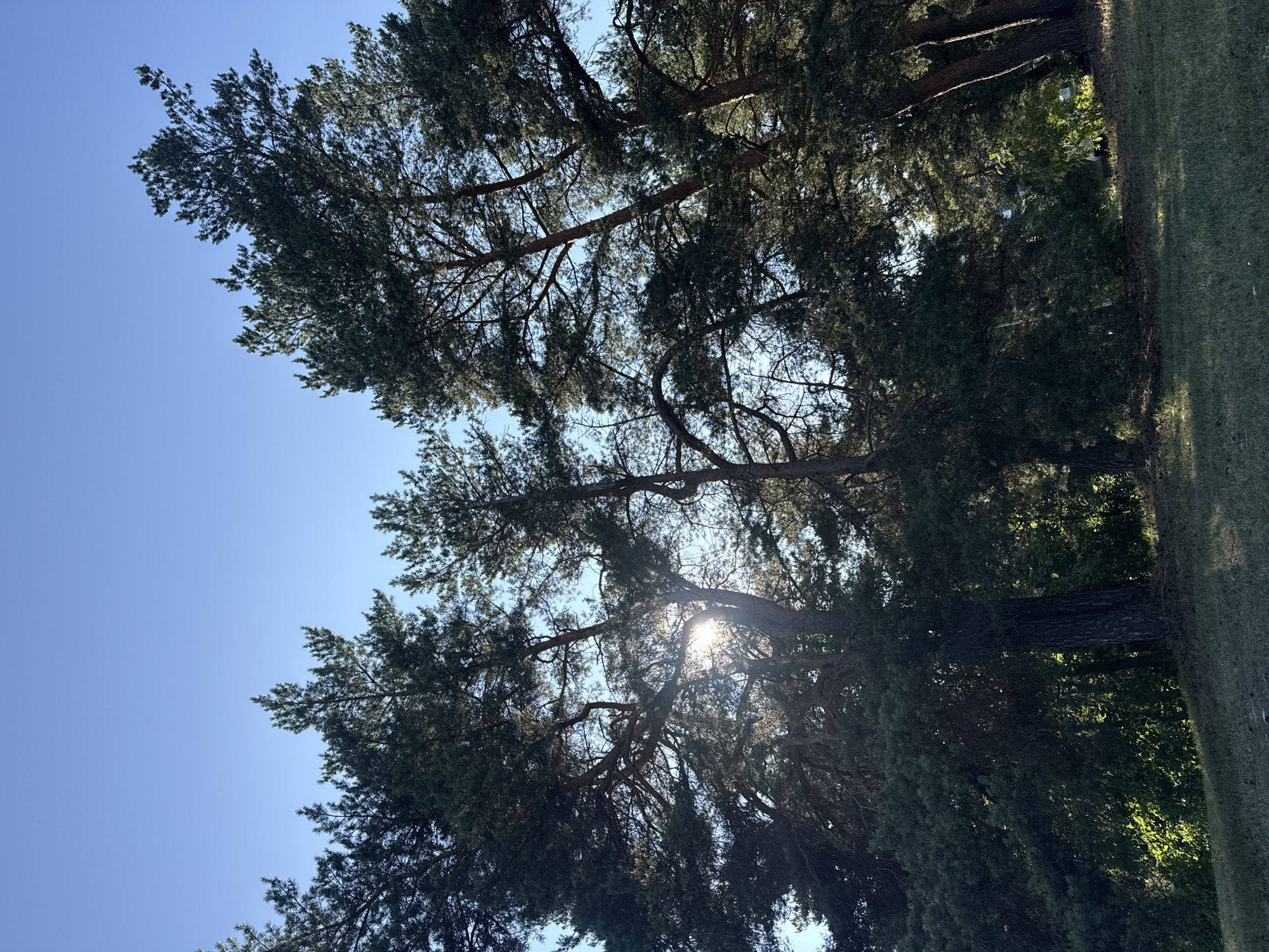 The image depicts a forest scene with tall pine trees under a clear blue sky. Sunlight filters through the branches, creating sunburst effects and casting shadows on the ground. The foreground shows a grassy area, suggesting an outdoor location, possibly a park or a natural reserve. There are no visible people or specific landmarks that would indicate a precise location within Tallinn, Estonia. The overall atmosphere is tranquil and natural.