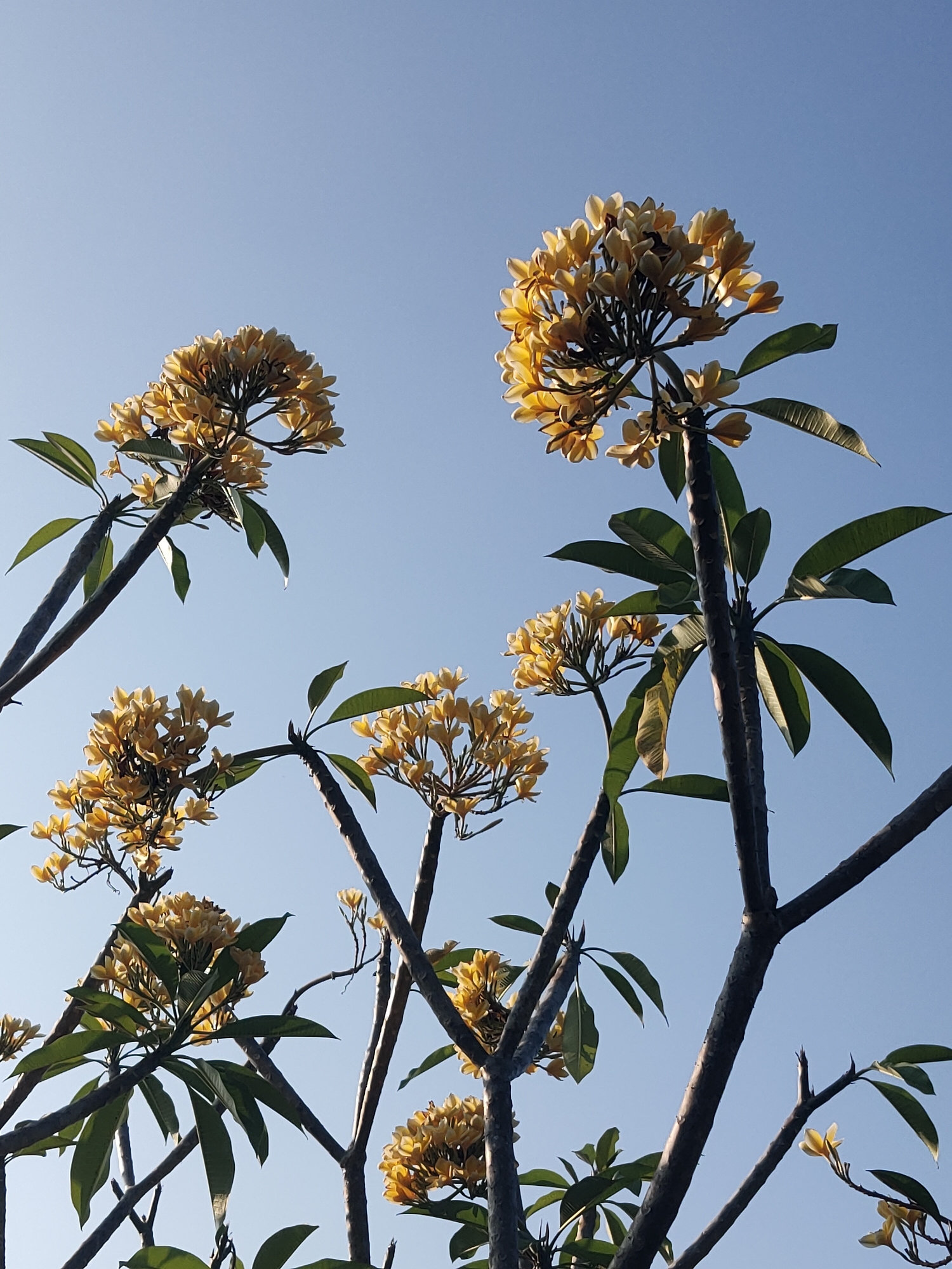 The image shows a cluster of yellow frangipani flowers against a clear blue sky. The flowers are in various stages of bloom, with some fully open and others still in bud. The branches of the frangipani trees are dark and gnarled, reaching upwards towards the sky. Green leaves are interspersed among the flowers, providing a contrast in color. The perspective is from below, looking up at the flowers and branches. The scene appears to be outdoors, in a natural setting. The location is identified as Mluweh, Indonesia.