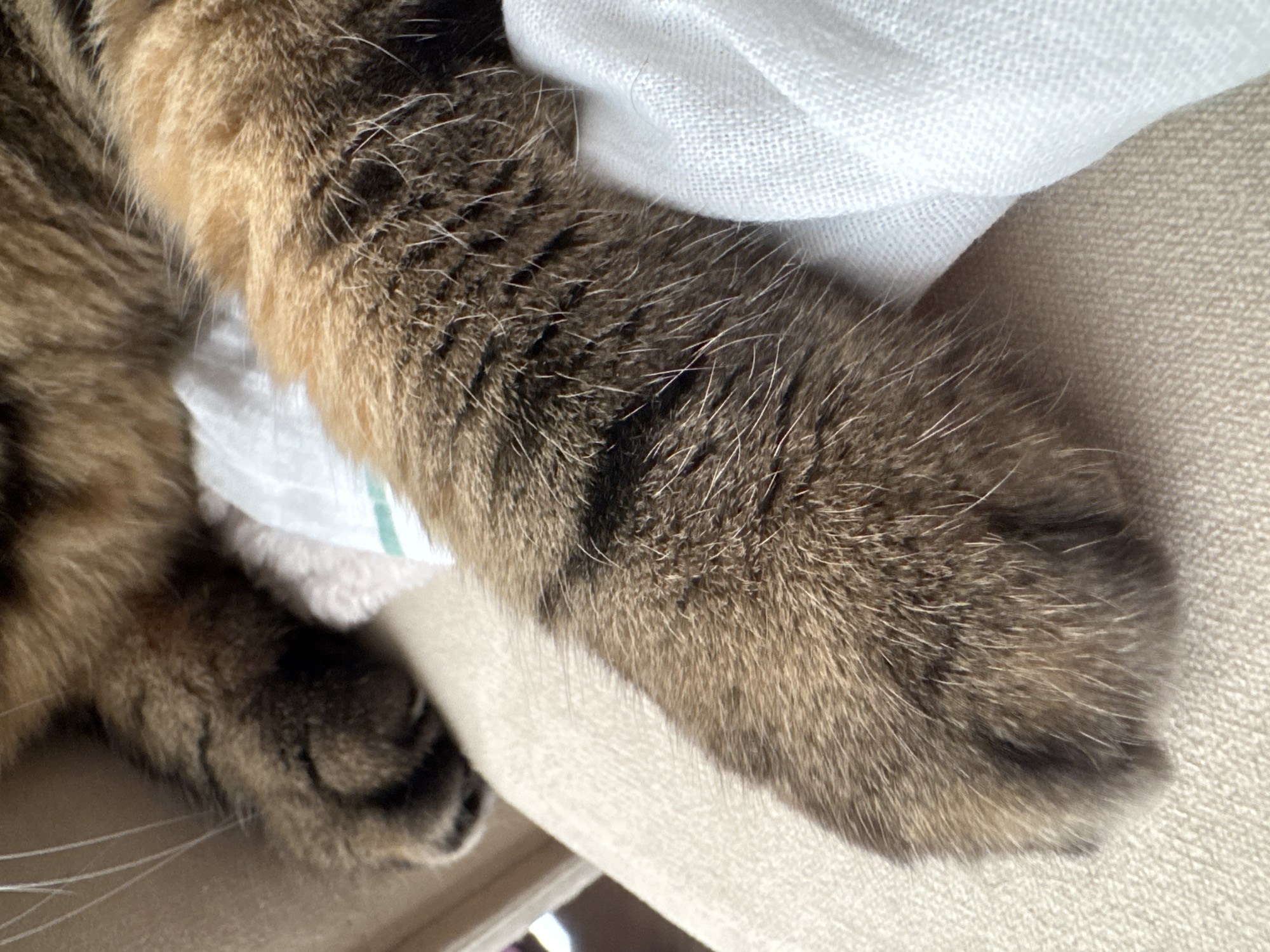This is a close-up, eye-level shot of a cat's hind legs and paw. The cat has brown and black tabby fur with lighter brown patches, and some of its fur is fluffy. The cat's paw is resting on a textured, light brown surface that appears to be a piece of furniture. Partially visible behind the cat's legs is a white, loosely woven fabric, possibly a blanket or clothing. A small, light-colored object with a green stripe is wrapped around one of the cat's hind legs. The lighting suggests it is daytime, and the setting appears to be indoors, possibly in a home in Mikhaylovsk, Russia, given the location context. There is no visible text in the image.