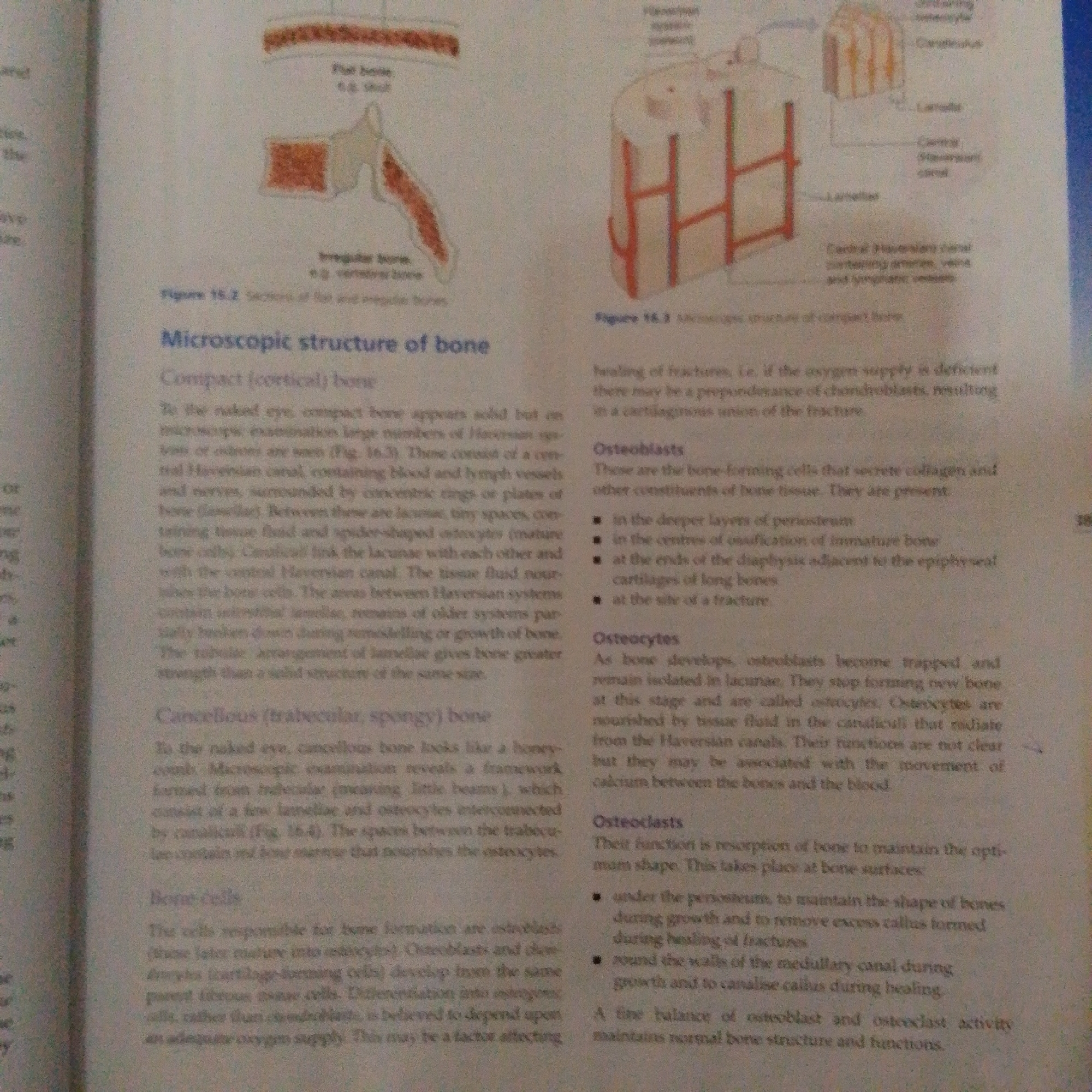 The image is a close-up of a textbook page discussing the microscopic structure of bone. It features two diagrams: one illustrating flat and irregular bone sections and another depicting the microscopic structure of compact bone with labels for lamellae, central (Haversian) canals, and osteocytes. The text on the page explains compact bone, cancellous bone, osteoblasts, osteocytes, and osteoclasts. There is no information about Jalingo, Nigeria, in this image.