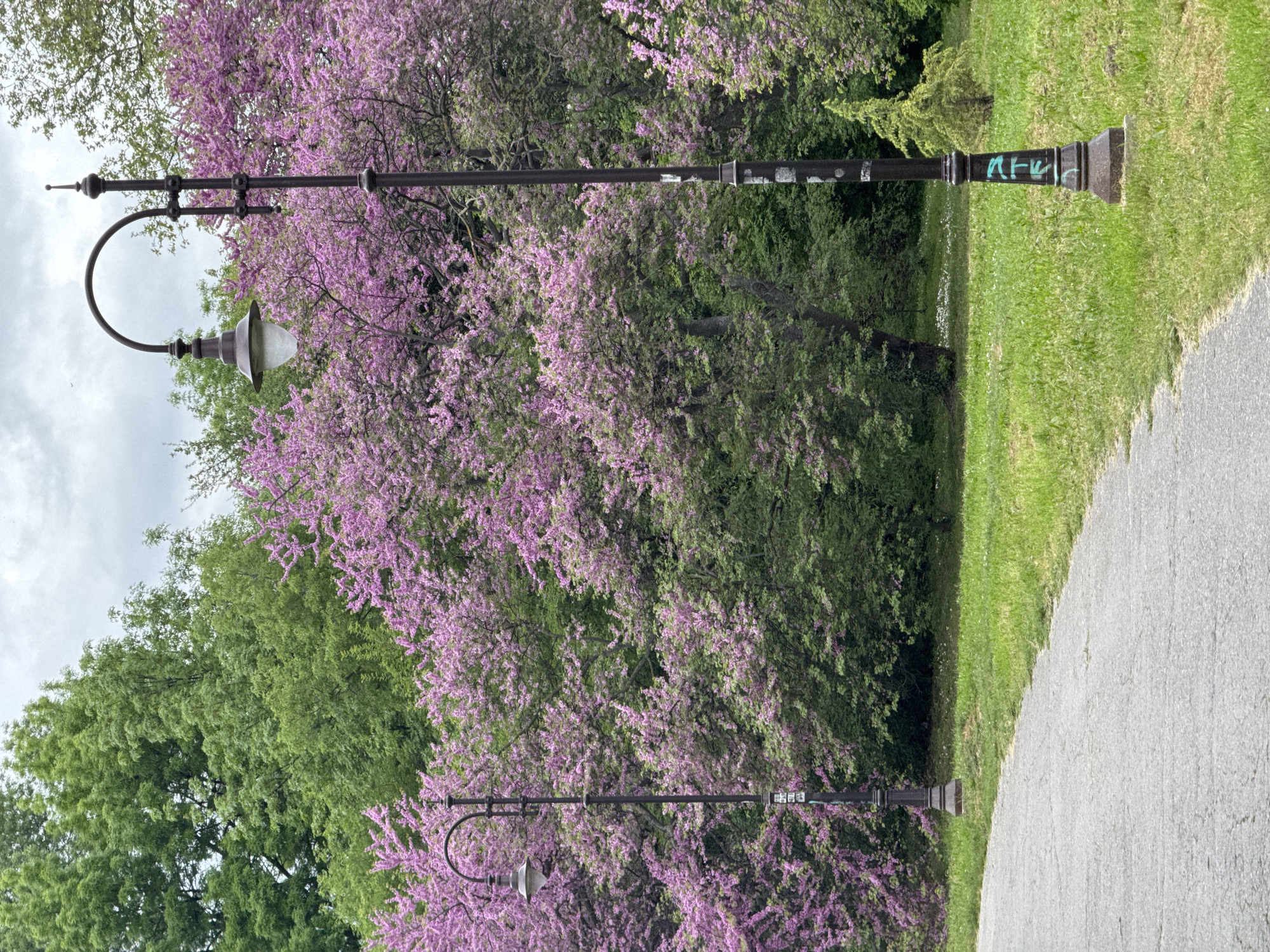 A landscape photograph captures a park scene in Varna, Bulgaria, featuring a paved path lined with grass. The path runs diagonally from the bottom right towards the middle left of the image. Two vintage street lamps are positioned along the path on the left, seemingly in the middle of a park, and are surrounded by lush green trees, some blooming with vibrant purple flowers. Graffiti is visible on the base of the first lamp post. The sky is overcast, with muted gray tones. The composition is vertically oriented.