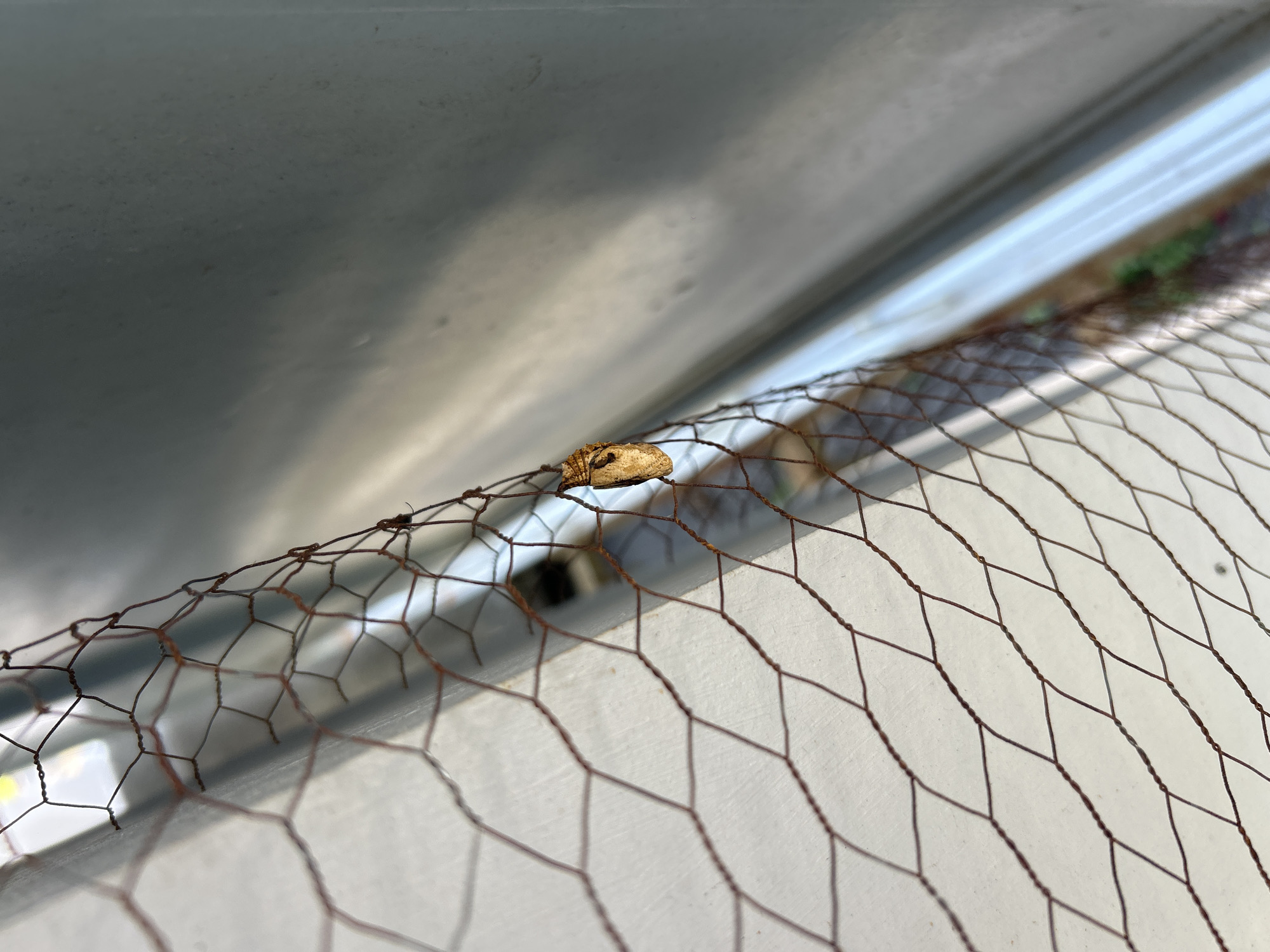 A close-up, eye-level shot shows a brown, oval-shaped insect clinging to a section of rusty chicken wire. The wire mesh is in the foreground, obscuring the background. The insect is positioned slightly off-center to the right, with its head pointing downwards and its body angled upwards. The background consists of a smooth, metallic-gray surface that is out of focus, with some lighter, hazy areas. The overall lighting suggests an outdoor environment, possibly a sunny day. There are no people or other discernible objects in the frame. The location is not specified within the image itself; it is described as being in the city of Sukawati, Indonesia.