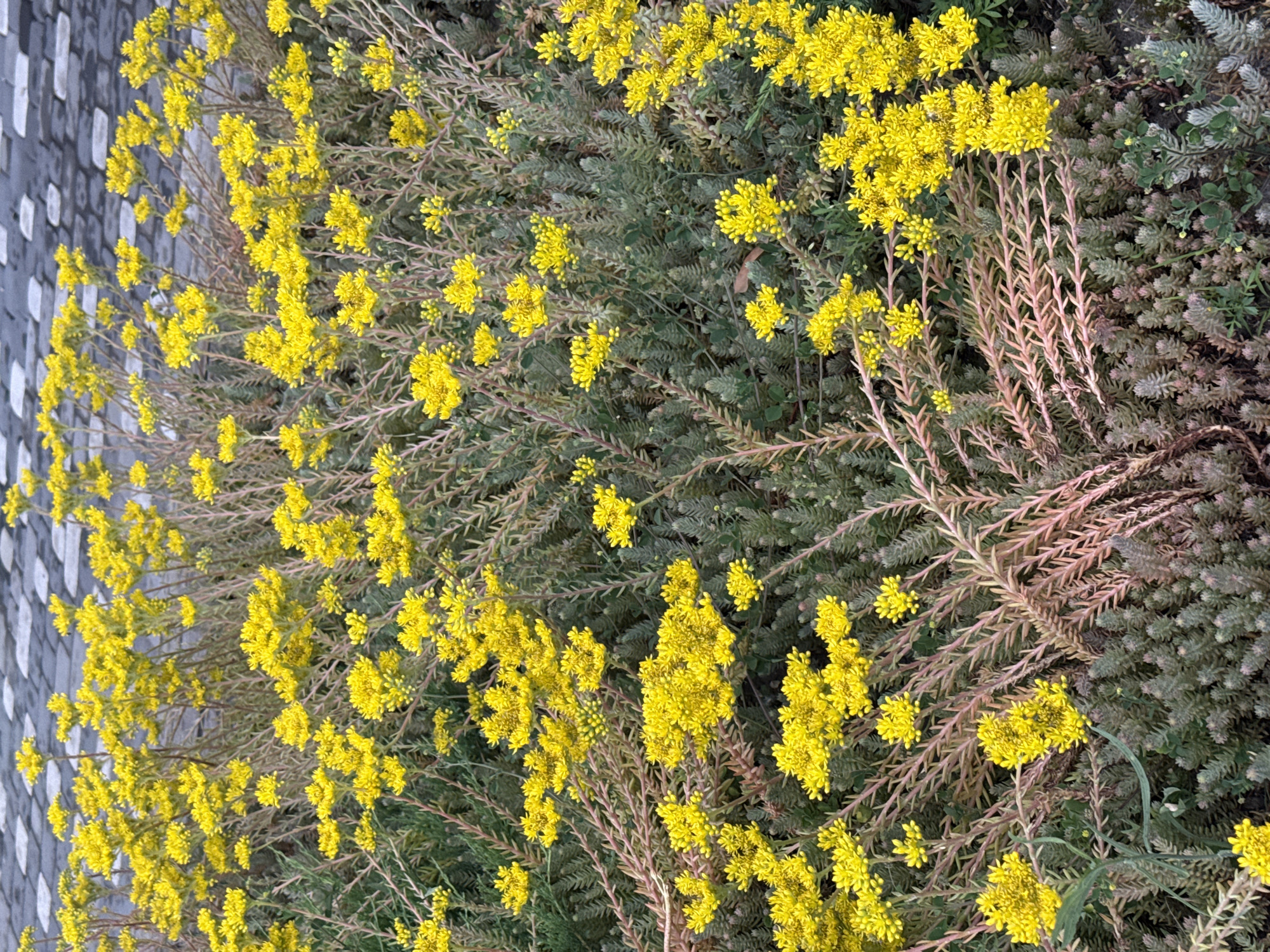The image displays a dense cluster of low-lying plants with small, bright yellow flowers. The flowers are clustered together in numerous small bunches, creating a vibrant display against the muted green and reddish-brown foliage. The plants have a somewhat sprawling growth habit, with thin, branching stems. The texture of the foliage appears needle-like or scale-like, and the overall impression is one of a ground cover or succulent plant.
In the background, to the left of the frame, a textured surface is visible, composed of irregularly shaped, dark and light gray elements that suggest paving stones or a similar urban ground surface. This hints at the plants possibly being in a garden bed, pathway edge, or a naturalized area within an urban setting.
The lighting suggests it is daytime, with no strong shadows indicating a specific time. The image is a close-up, focused on the details of the plant life. The colors are natural and clear, without any apparent filters or enhancements. There is no text visible in the image. The scene evokes a sense of natural beauty and the vibrancy of blooming flora, possibly during late spring or summer when such plants are in full bloom.