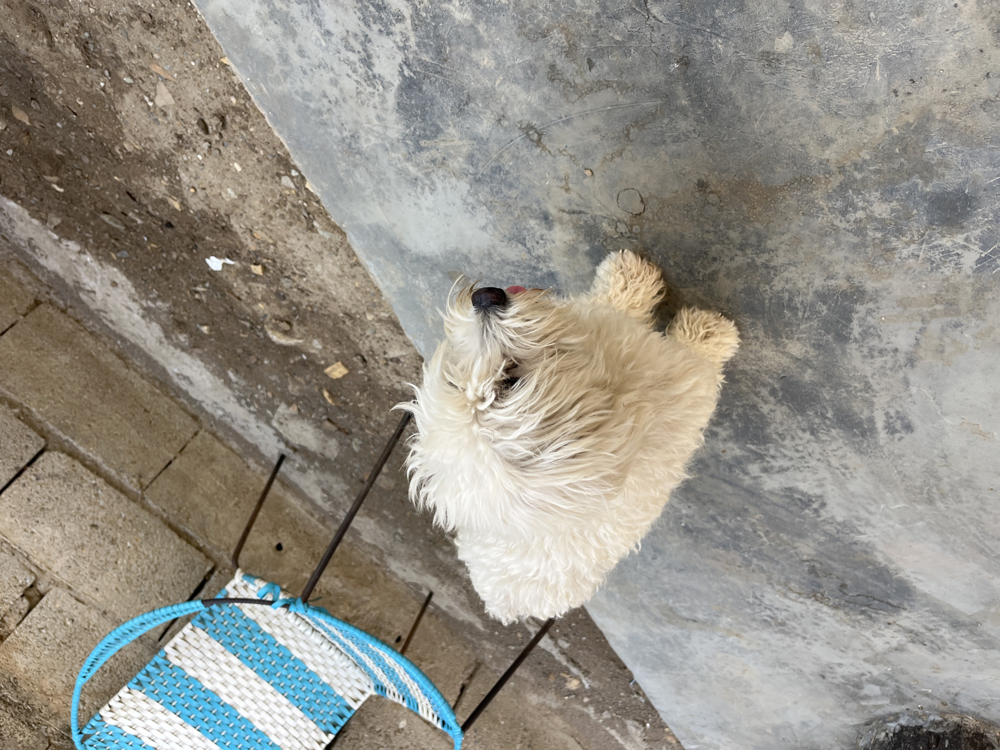 A white, fluffy dog is lying on a gray concrete surface next to a blue and white striped chair. The scene is outside, with a brick-like area to the left of the concrete. The location is Juan Griego, Venezuela.