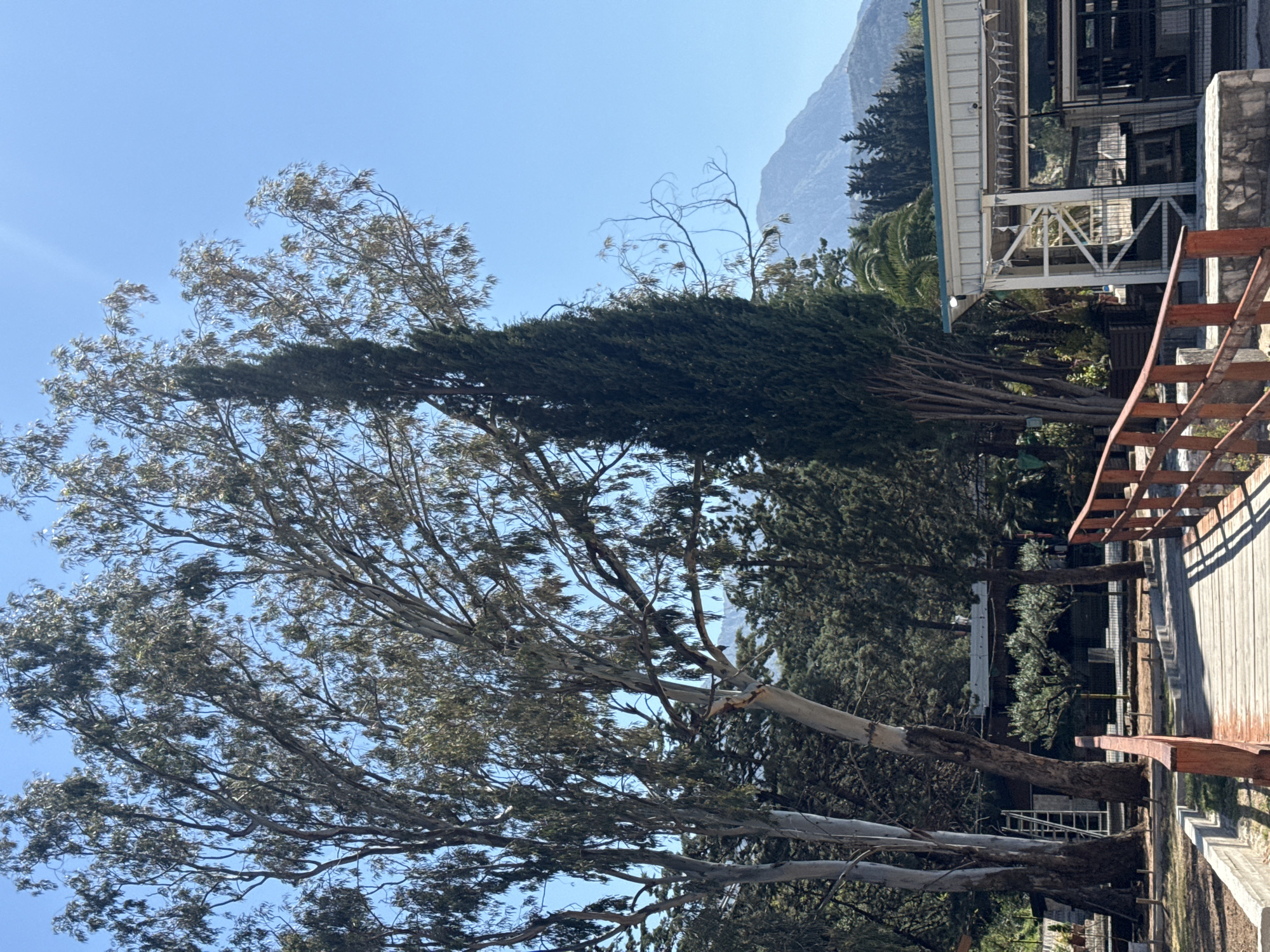 The image shows a sunny outdoor scene with a mix of natural and built elements. A large eucalyptus tree dominates the left side of the frame, its branches reaching across the sky. To its right, a darker, coniferous tree stands tall. In the background, a mountain is visible under a clear blue sky. A building with a white structure and dark interior framework is present on the right side, with a wooden boardwalk and reddish-brown railings extending towards the foreground. The scene is possibly located in a mountainous area near a town or settlement. The image does not include people.