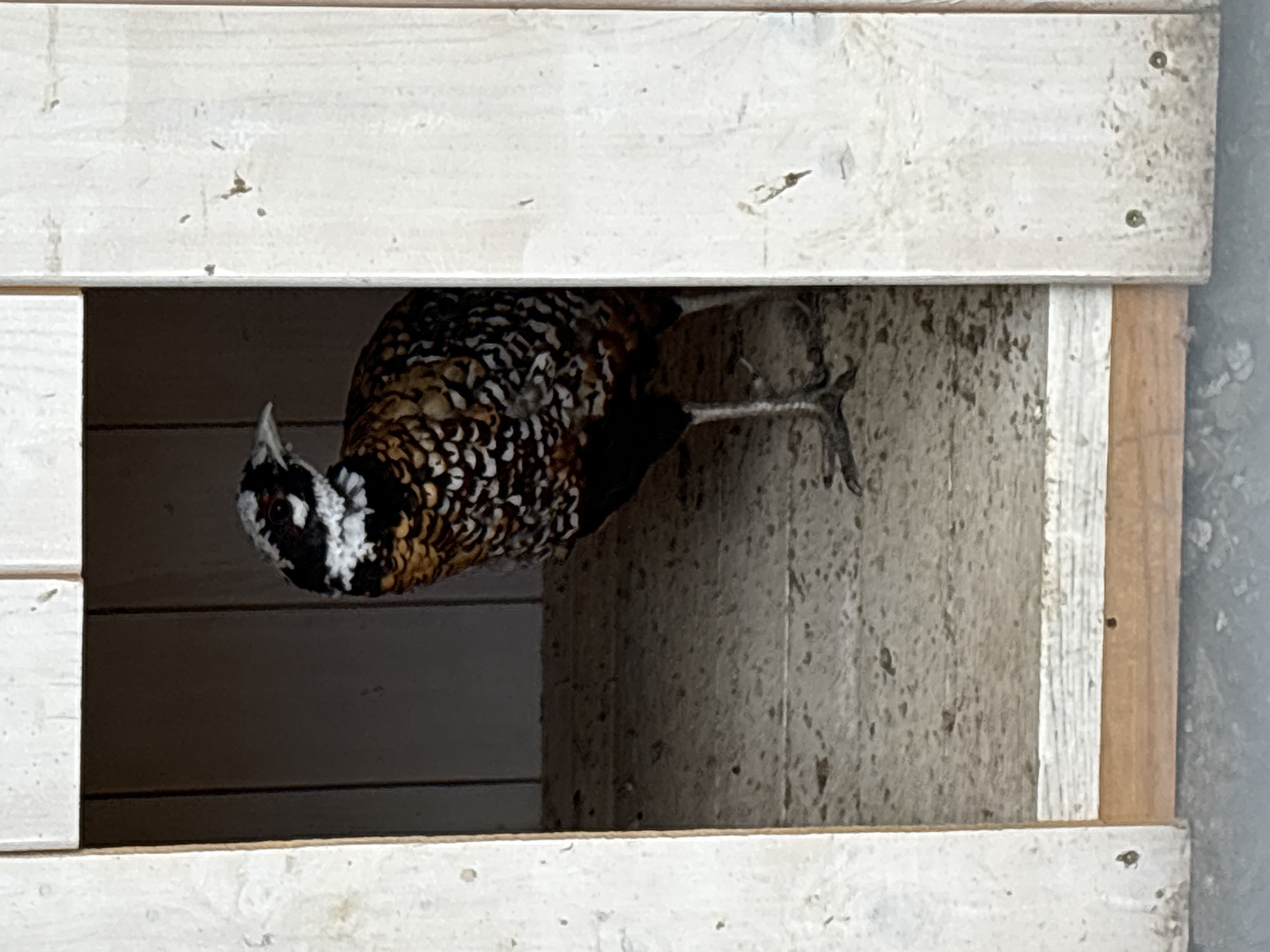 A vibrant male pheasant is observed peering out from an enclosure, framed by two weathered horizontal white wooden planks. The bird's head, neck, and part of its body are visible, showcasing an intricate plumage pattern of black, white, brown, and hints of orange/gold. It features a small, pointed crest or tuft on its head above a dark eye. One leg is also visible, braced against an inner wall.
The interior of the enclosure presents a varied background: a darker, horizontally paneled wooden wall is visible to the bird's left, while a rough, speckled concrete-like wall occupies the space to its right. The pheasant's posture suggests it is actively looking towards the left side of the frame.
The bright, even lighting indicates a daytime setting. The white wooden planks framing the scene show signs of wear, including chipped paint and minor surface imperfections, with visible nail or screw heads. The overall setting implies an animal enclosure within a rural or farm environment, aligning with the provided location context of Gay-Kodzor, Russia. There is no visible text in the image, and no specific emotions are conveyed by the bird.
