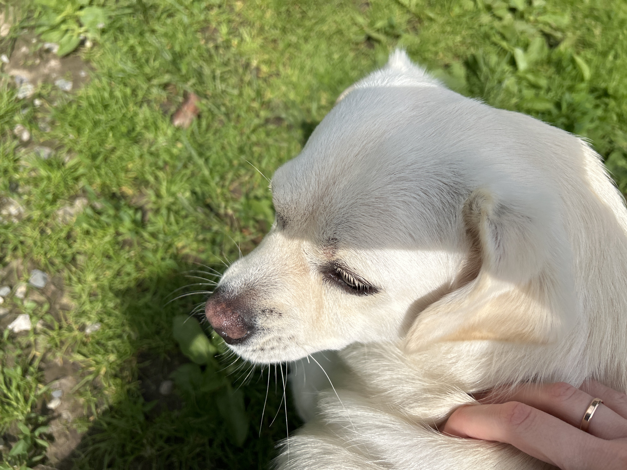 A close-up, high-angle shot captures a light-colored dog resting outdoors on a bright, sunny day. The dog, likely white or very light cream, is seen in profile from the right, with its head turned slightly downwards and to the left. Its eyes appear closed or mostly closed, revealing dark eyelashes, and it has a soft, pinkish-brown nose with prominent whiskers fanning out. Sunlight strongly illuminates the dog's fur, highlighting its soft texture, and casting distinct shadows across the scene.
In the lower right corner, a human hand with a plain band ring on its ring finger is gently touching the dog's fur, suggesting interaction and affection. The dog's relaxed posture and closed eyes imply a state of contentment or peaceful rest.
The background consists primarily of vibrant green grass, indicating an outdoor setting such as a garden or yard. Patches of earth or small stones are visible amidst the grass, particularly on the left side of the frame. The overall impression is one of a calm and pleasant moment shared between a pet and its owner under clear, sunny skies in a natural environment. No text is visible in the image.