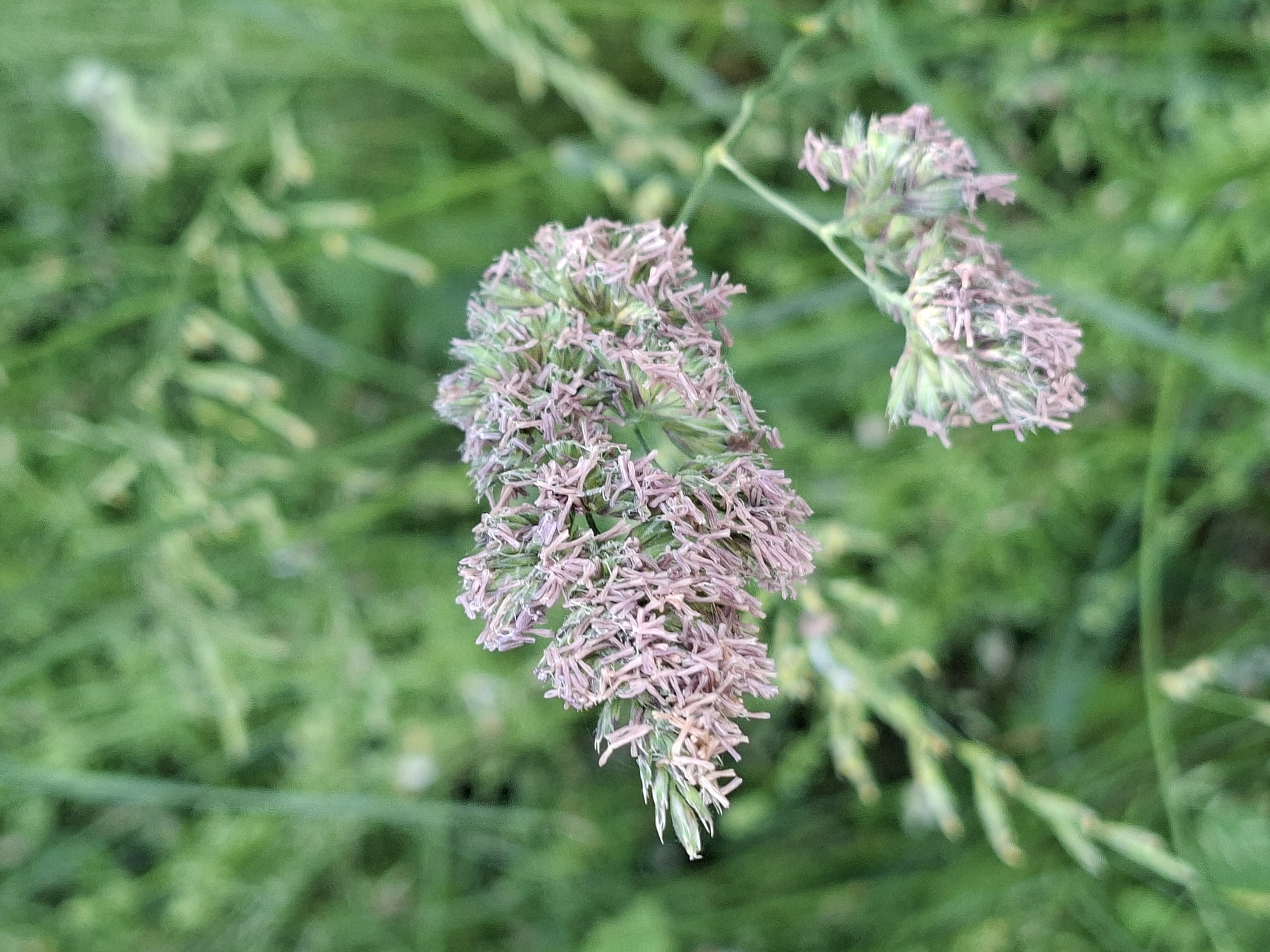 A close-up, shallow depth-of-field shot focuses on the inflorescence of a grass species, likely in the genus *Poa* (meadow-grass). The flower heads are small and clustered, exhibiting a delicate pinkish-purple hue due to the stamens and pistils. The background is a soft blur of green, suggesting an outdoor environment, possibly a park or meadow. The image's metadata indicates it was taken in Alytus, Lithuania, on June 2, 2023. No people or specific landmarks are visible, only the natural flora.