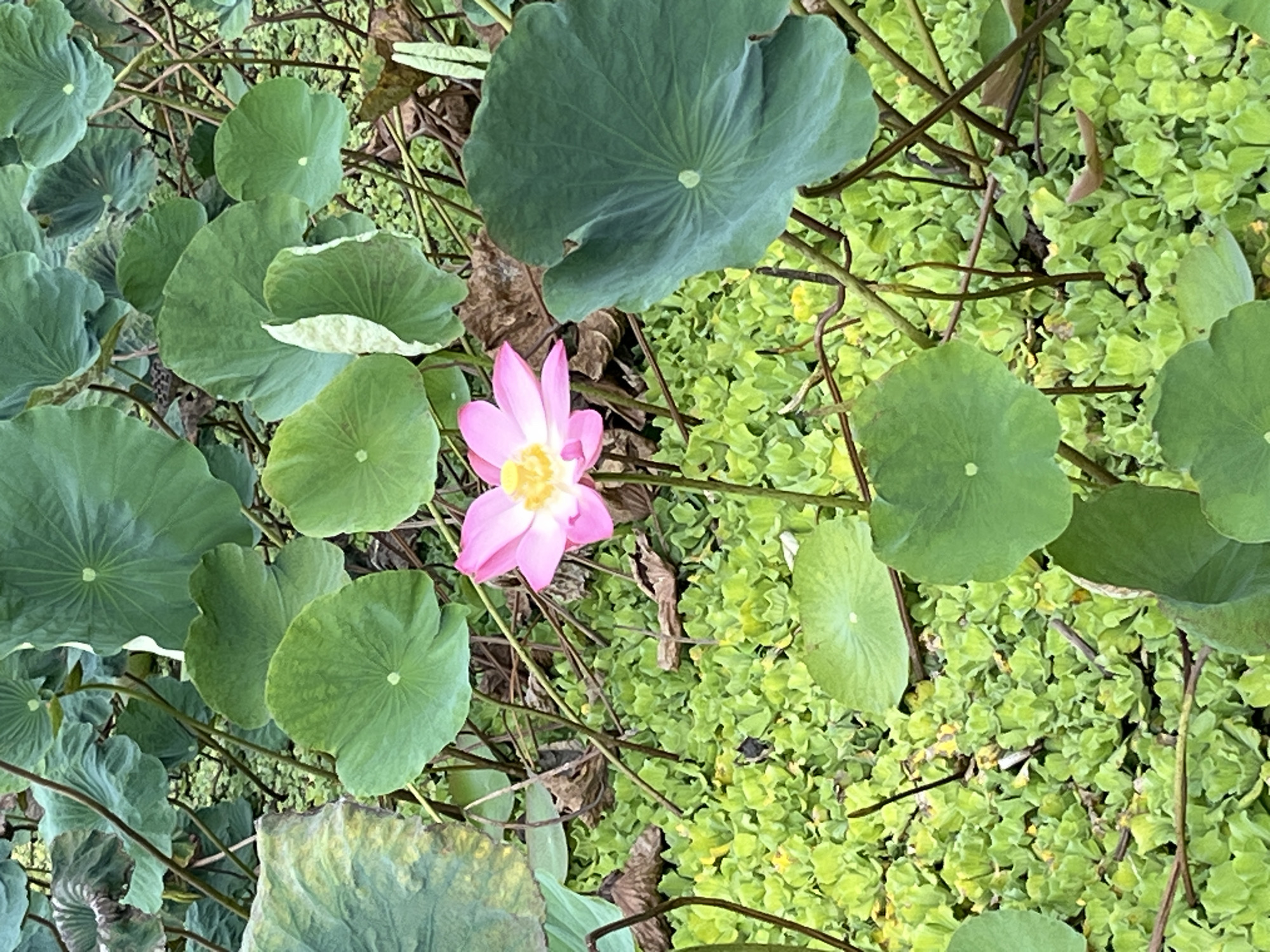 A single pink lotus flower with yellow stamens blooms in the center of the frame, surrounded by large, green lotus leaves and a dense carpet of smaller green aquatic plants. The scene is aquatic, with murky water hinted at beneath the vegetation. Brown, dried lotus leaves are scattered amongst the greenery. The image captures a natural, tranquil environment, likely a pond or slow-moving body of water. The lighting suggests an overcast day or shade, as there are no strong shadows. The image does not contain any people or animals. The location is identified as Kuta Selatan, Indonesia.
