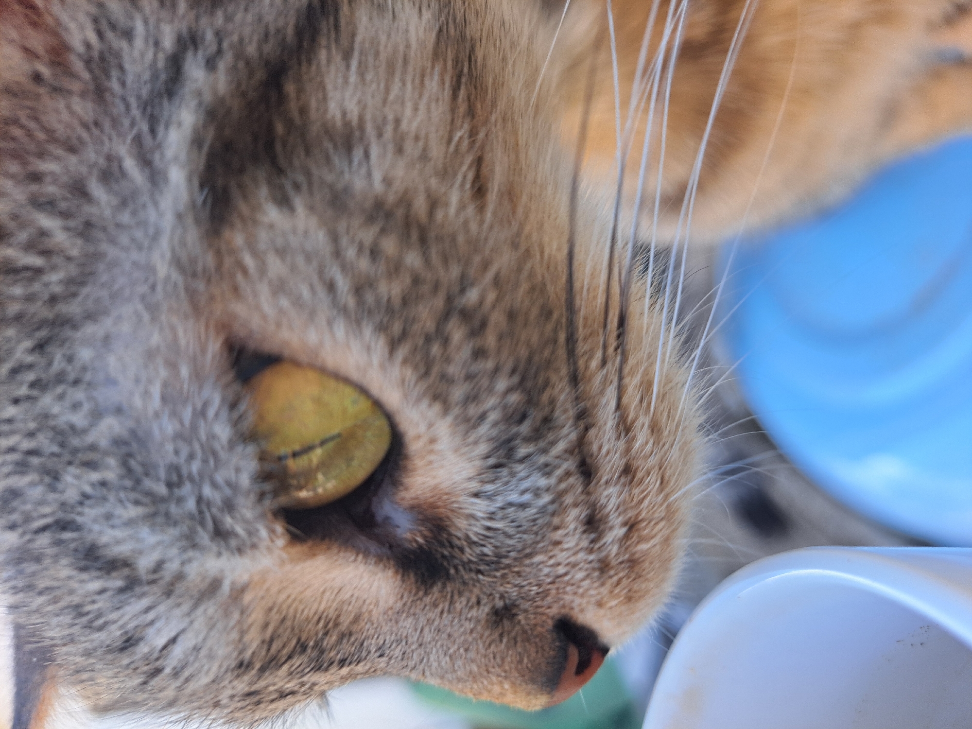 A close-up, profile view of a tabby cat's face is depicted. The cat's yellow eye is prominent, with a visible pupil. Its nose is pinkish, and long white whiskers extend outwards. The fur is a mix of gray and brown. In the foreground, a portion of a white bowl is visible on the left, and a blurred blue object, possibly another bowl or lid, is on the right. The background is out of focus. The image provides no information regarding the cat's location within Vypasne, Ukraine.
