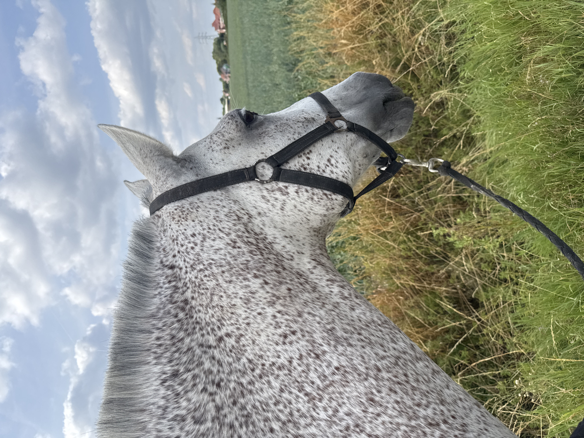 A close-up profile shot of a dappled grey horse in Estaimpuis, Belgium, shows its head and neck from the side. The horse wears a black halter and a braided lead rope. In the background, a green field stretches towards a line of trees and buildings under a cloudy sky. The horse's mane is gray and stands upright. The field is bordered by tall, dry grass and green vegetation. The weather appears to be overcast but pleasant.