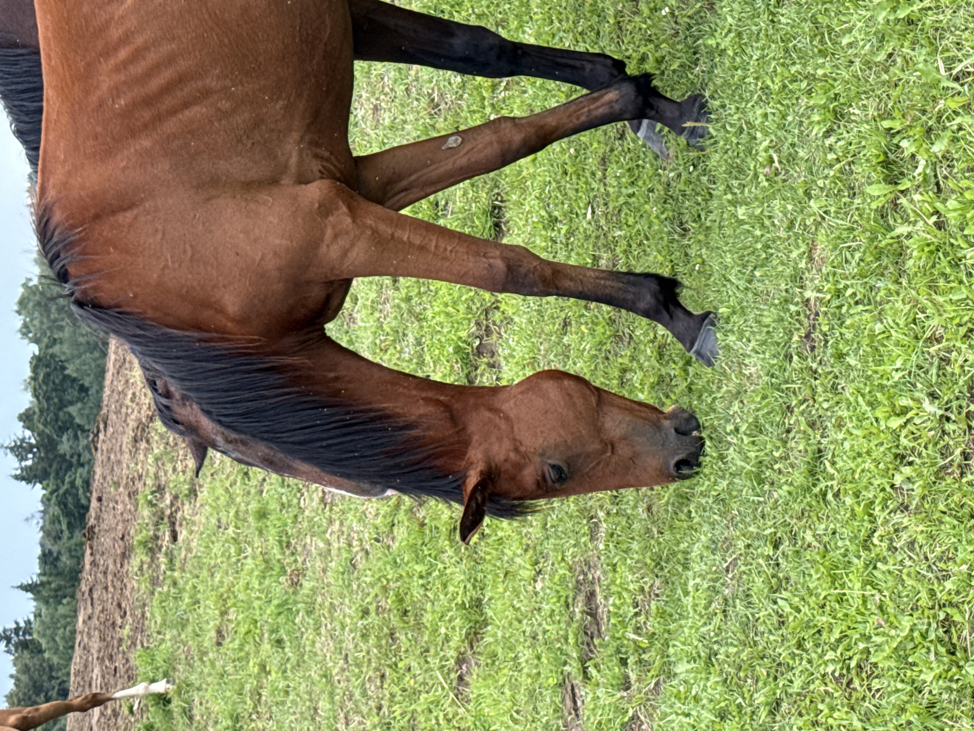A brown horse grazes in a grassy field, its head lowered to the ground. The horse has a black mane and tail. In the background, there is a slight incline covered in dry soil and patches of green grass, with a line of trees forming a distant horizon under an overcast sky. The scene appears to be in an outdoor rural setting, possibly a farm or pasture, in Galinė, Lithuania.